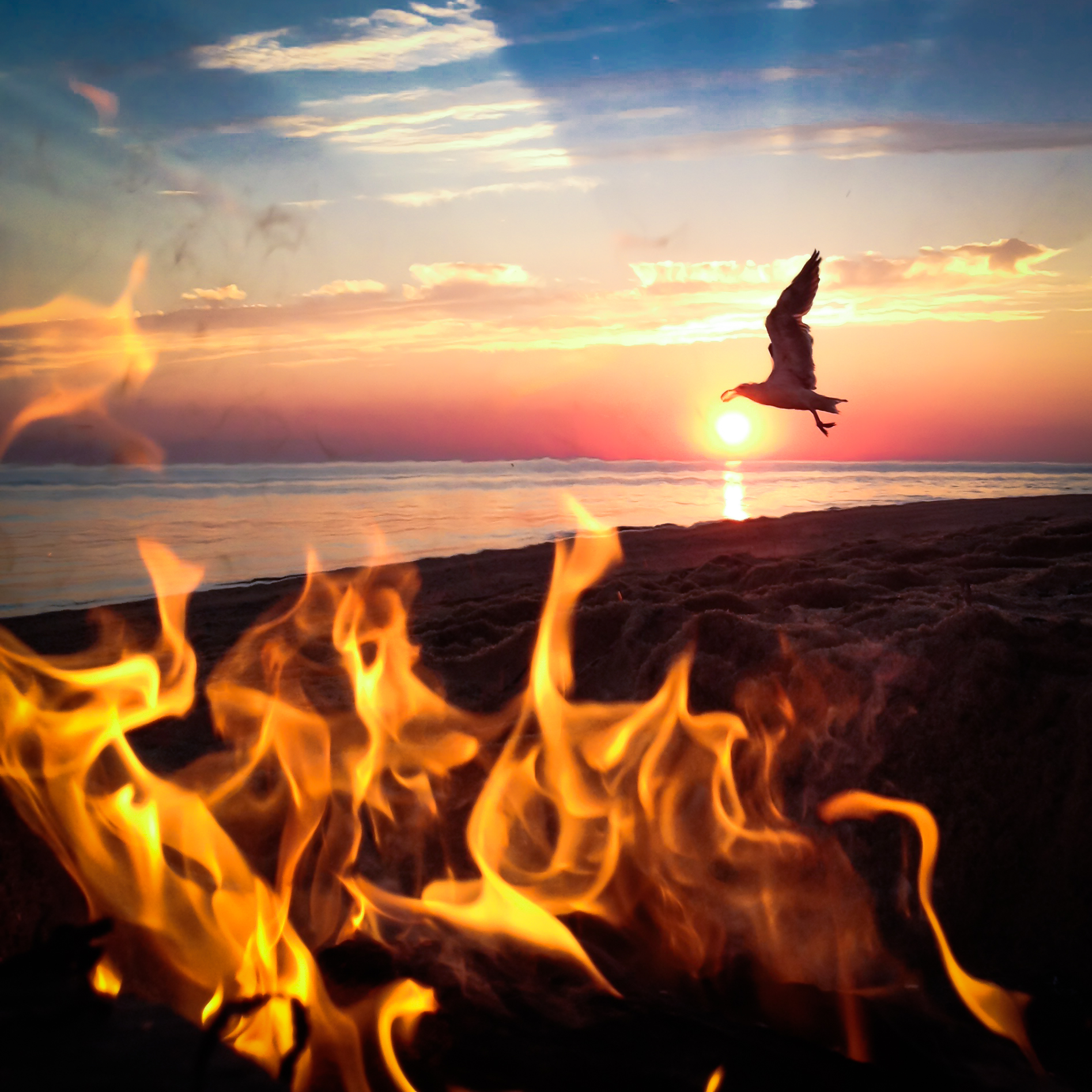 fire bird.jpeg