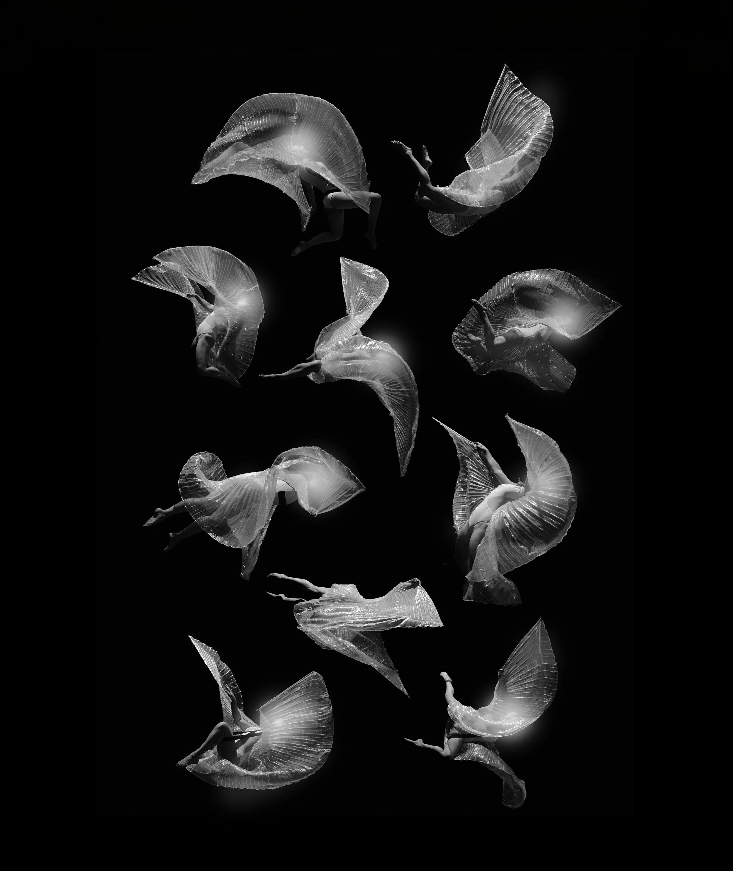 50x60_Moths copy.jpg