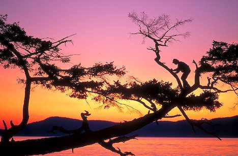 climbing-tree-003.jpeg