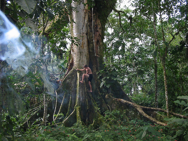 climbing-tree-011.jpeg