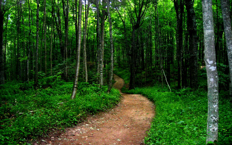 forest-path.jpeg