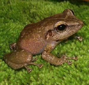 Common_Coquí