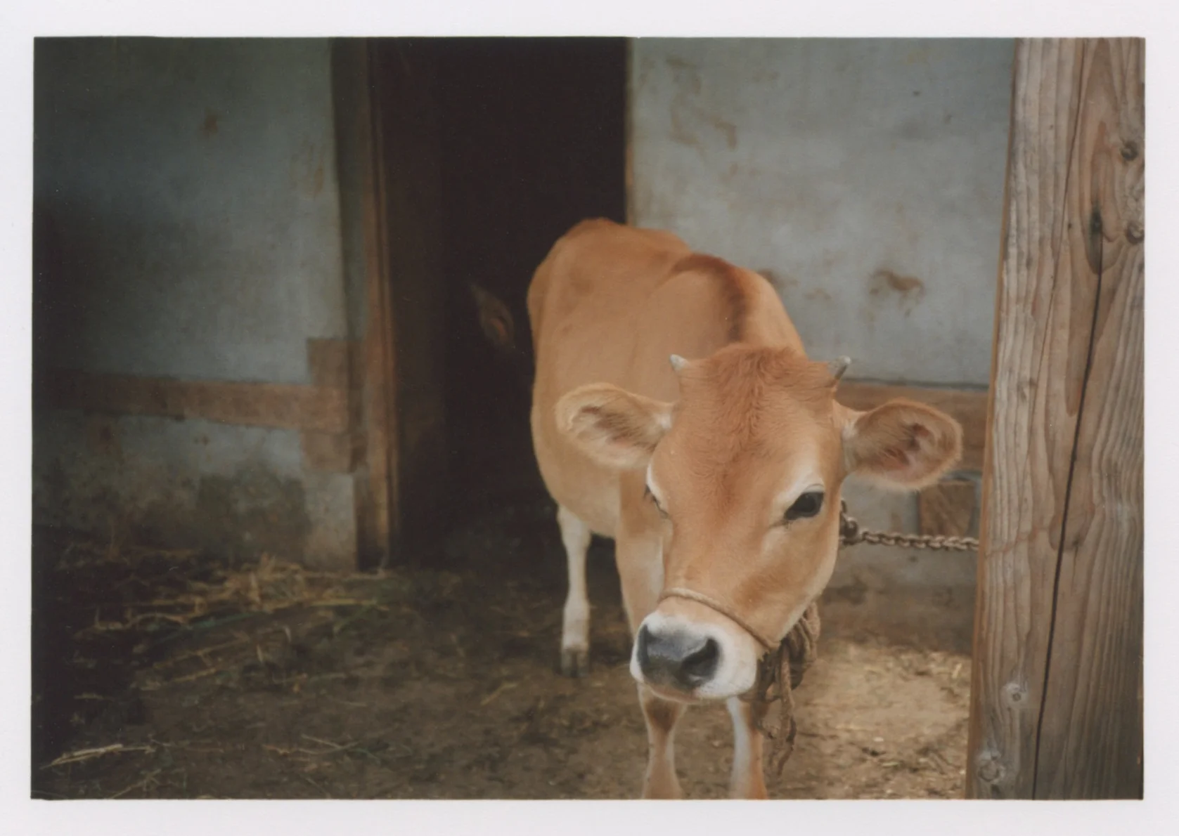 Making friends in Naggar