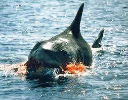 jaws1.jpeg
