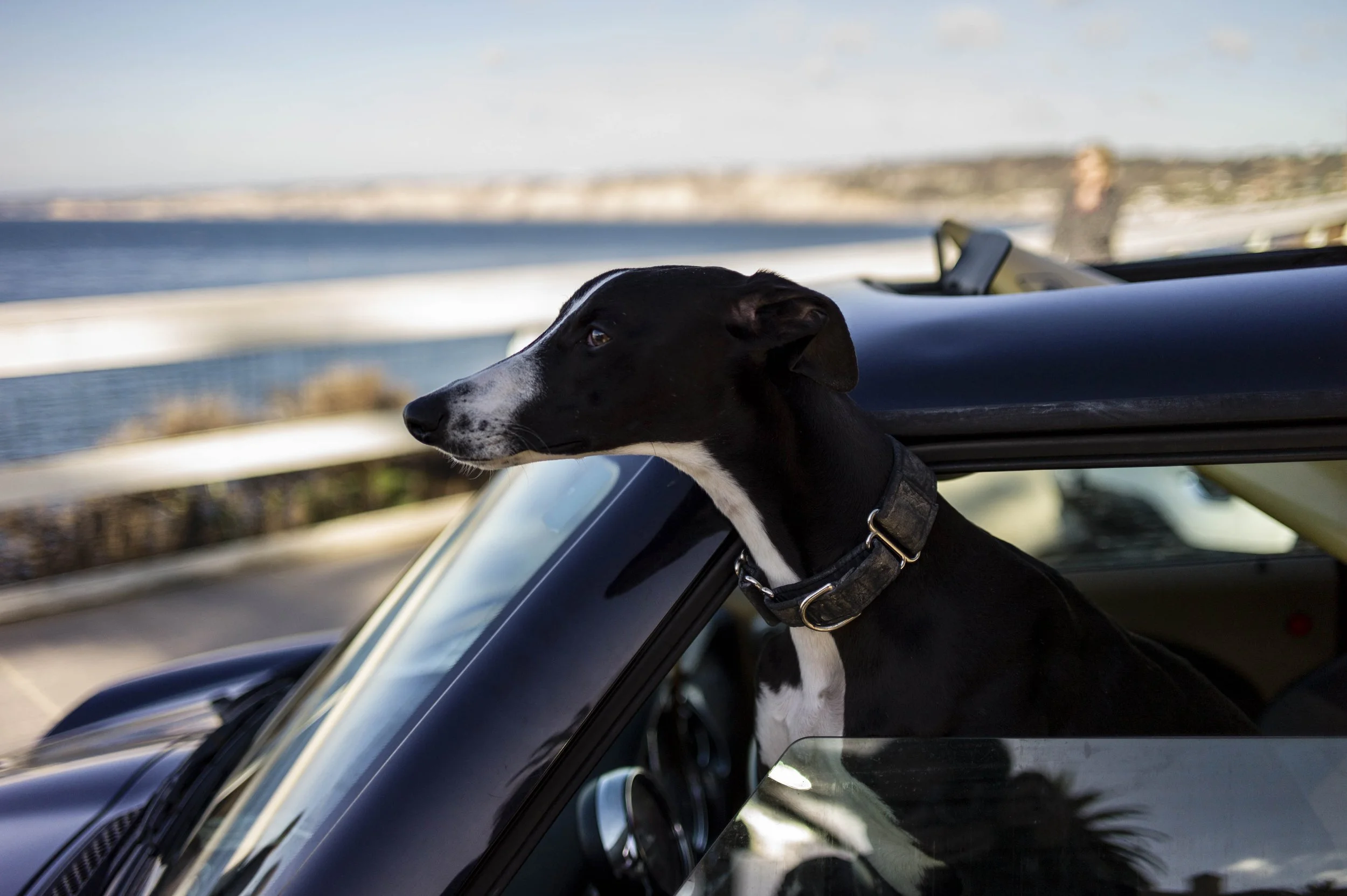 A black and white dog with a collar sitting in a car, looking out of the window at a scenic view of the water and land in the distance.