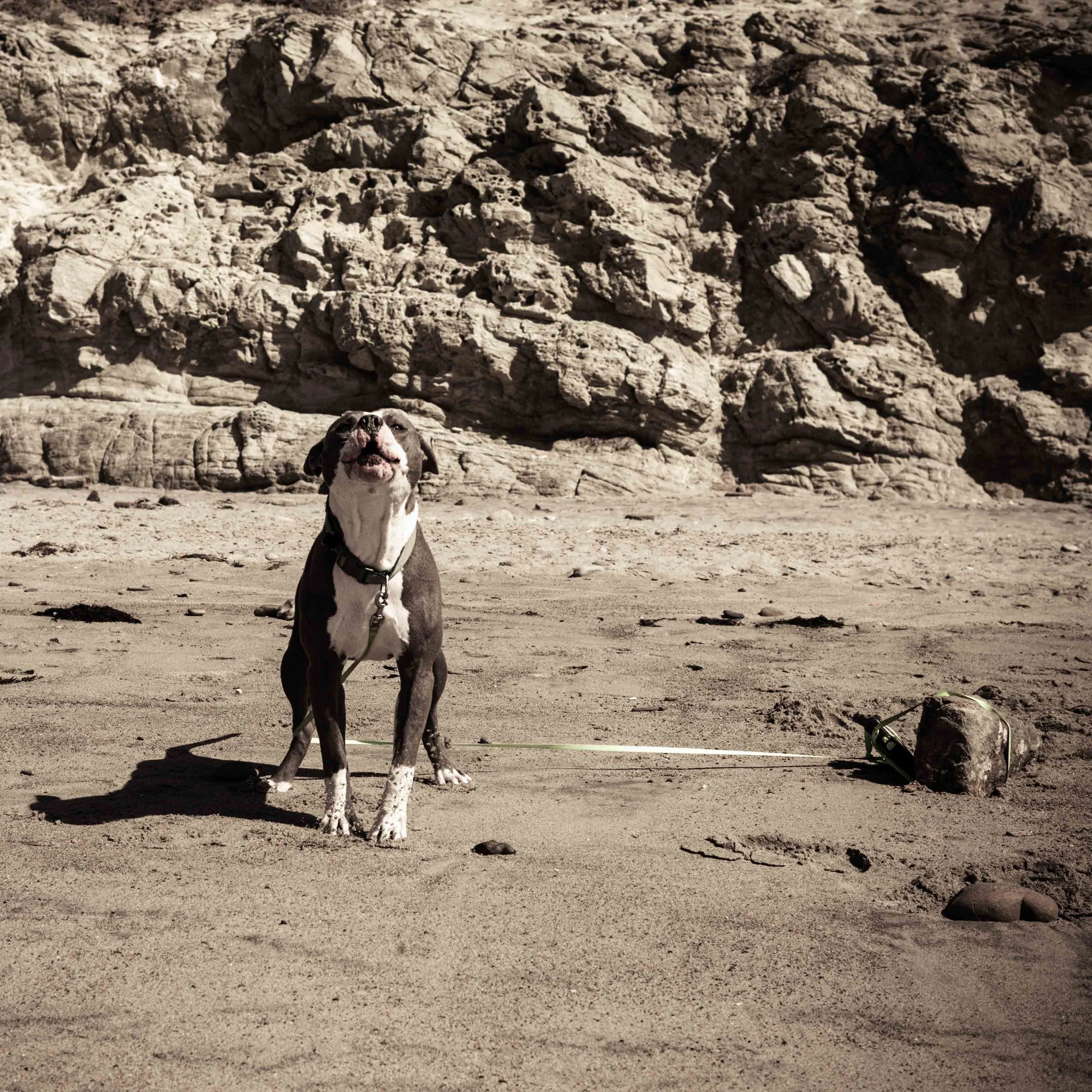 A dog standing on sandy terrain with rocky cliffs in the background.