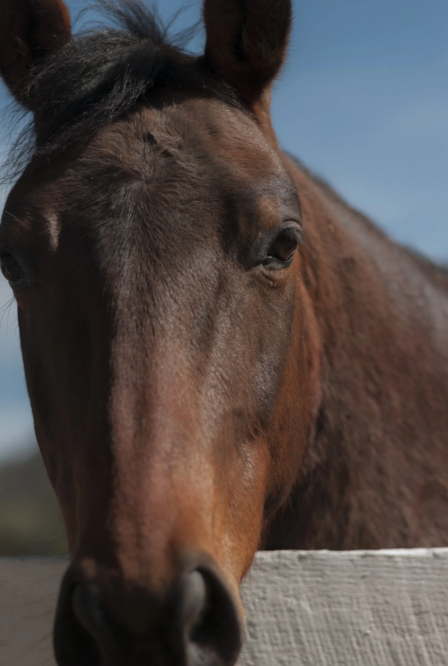 Close-up of a brown horse's face, focusing on its eye, with its nose and muzzle visible in the foreground. The horse is near a wooden fence, and the background features a clear blue sky.