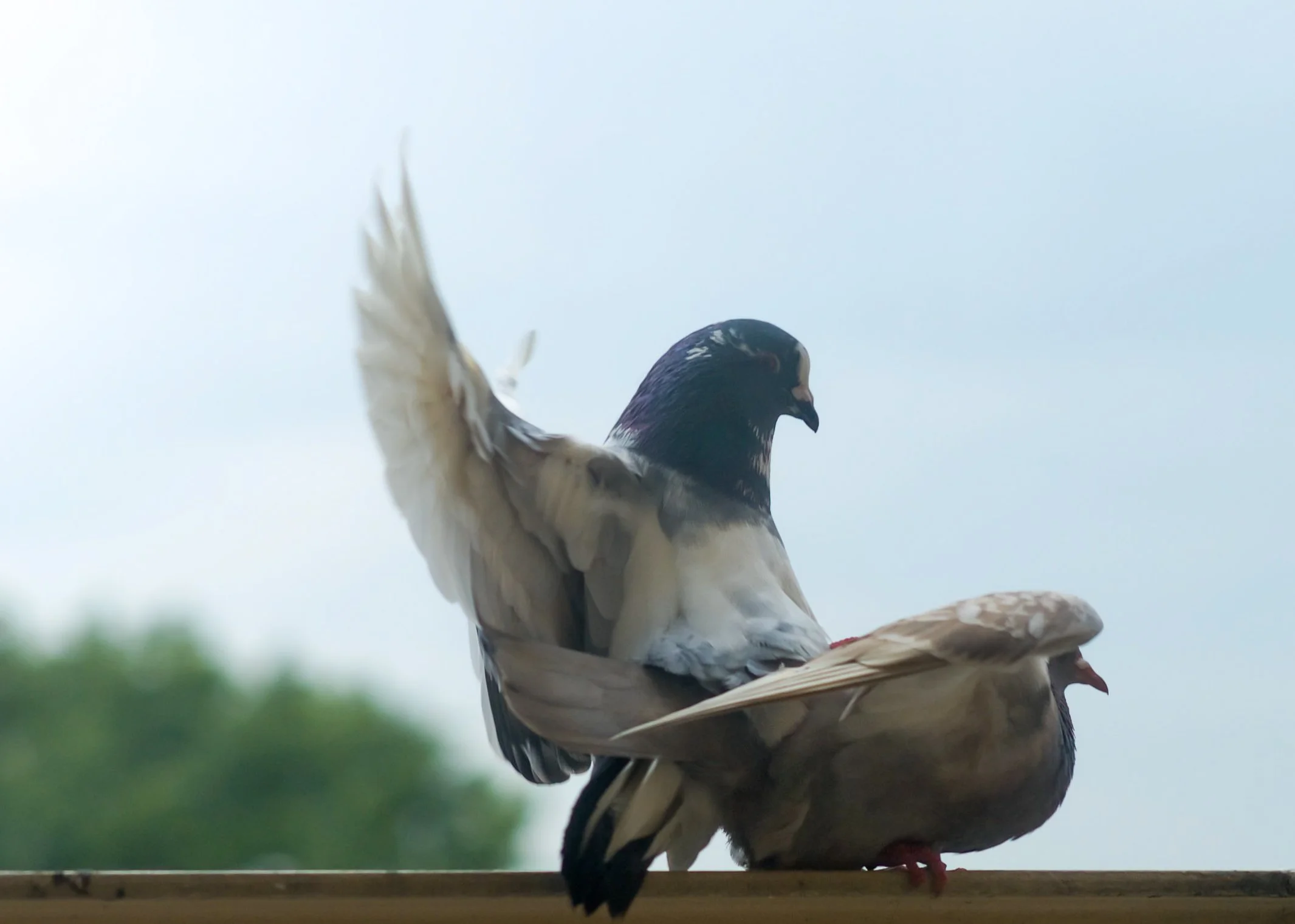 Two pigeons mating excitingly on a railing, one with its wings partially raised against a light blue sky.