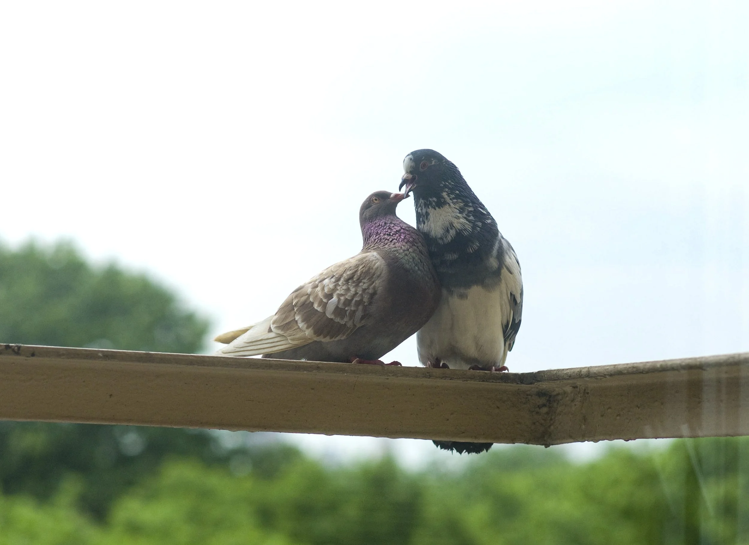 Two pigeons perched on a wooden ledge, one pigeon appears to be pecking at the other. The background shows a cloudy sky and green trees.