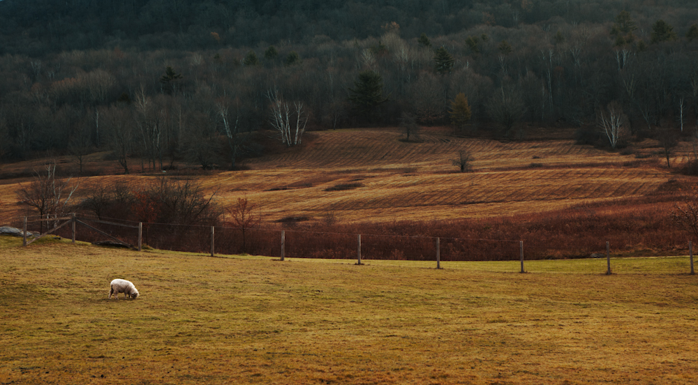 COOPERVILLE_20111116_0083.jpg