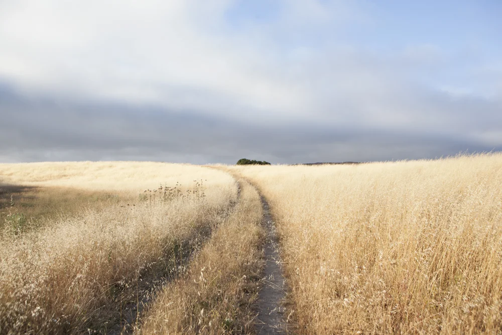 pointreyes_20100729_8531.jpg