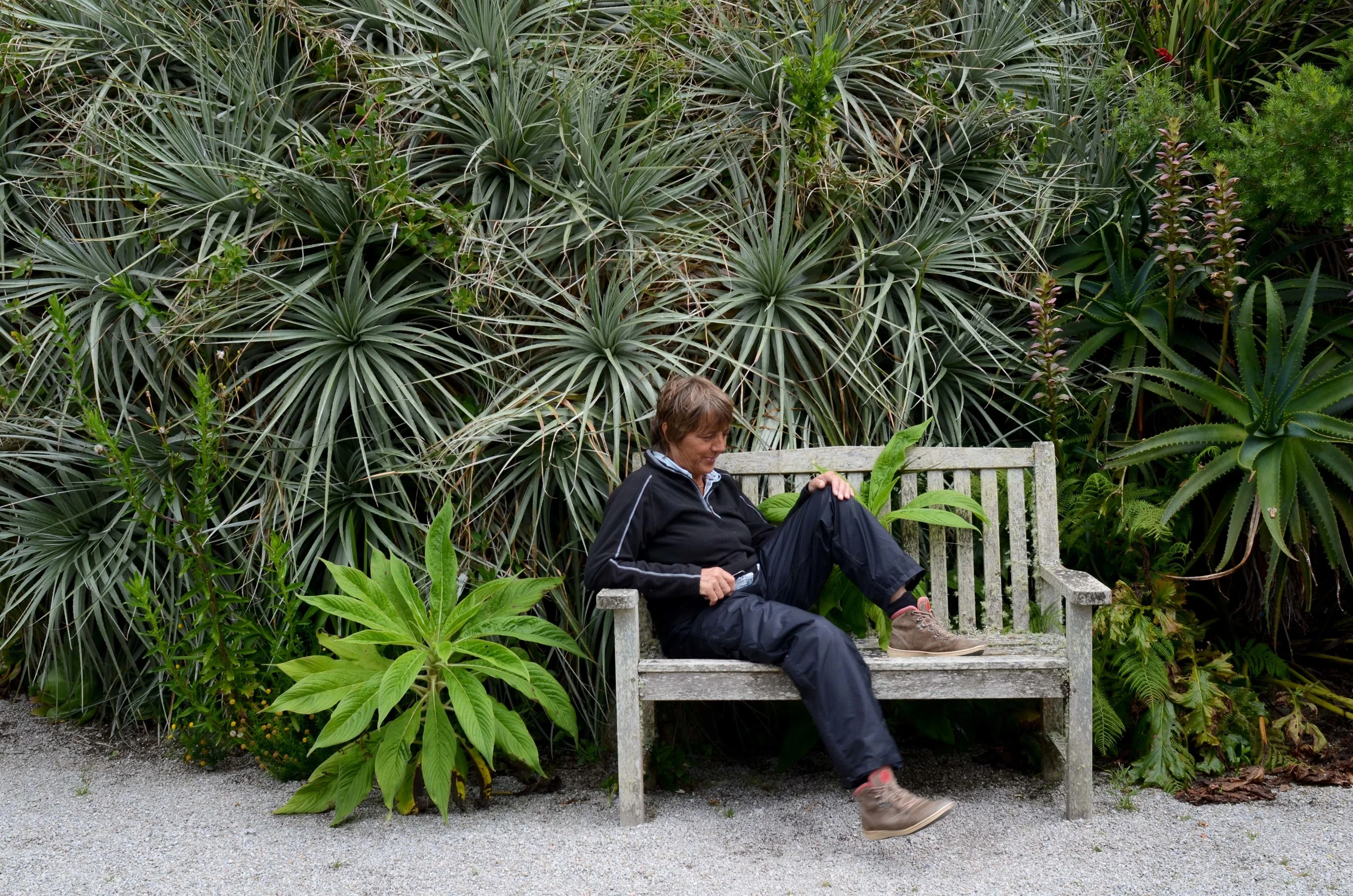 Tresco Abbey Gardens.