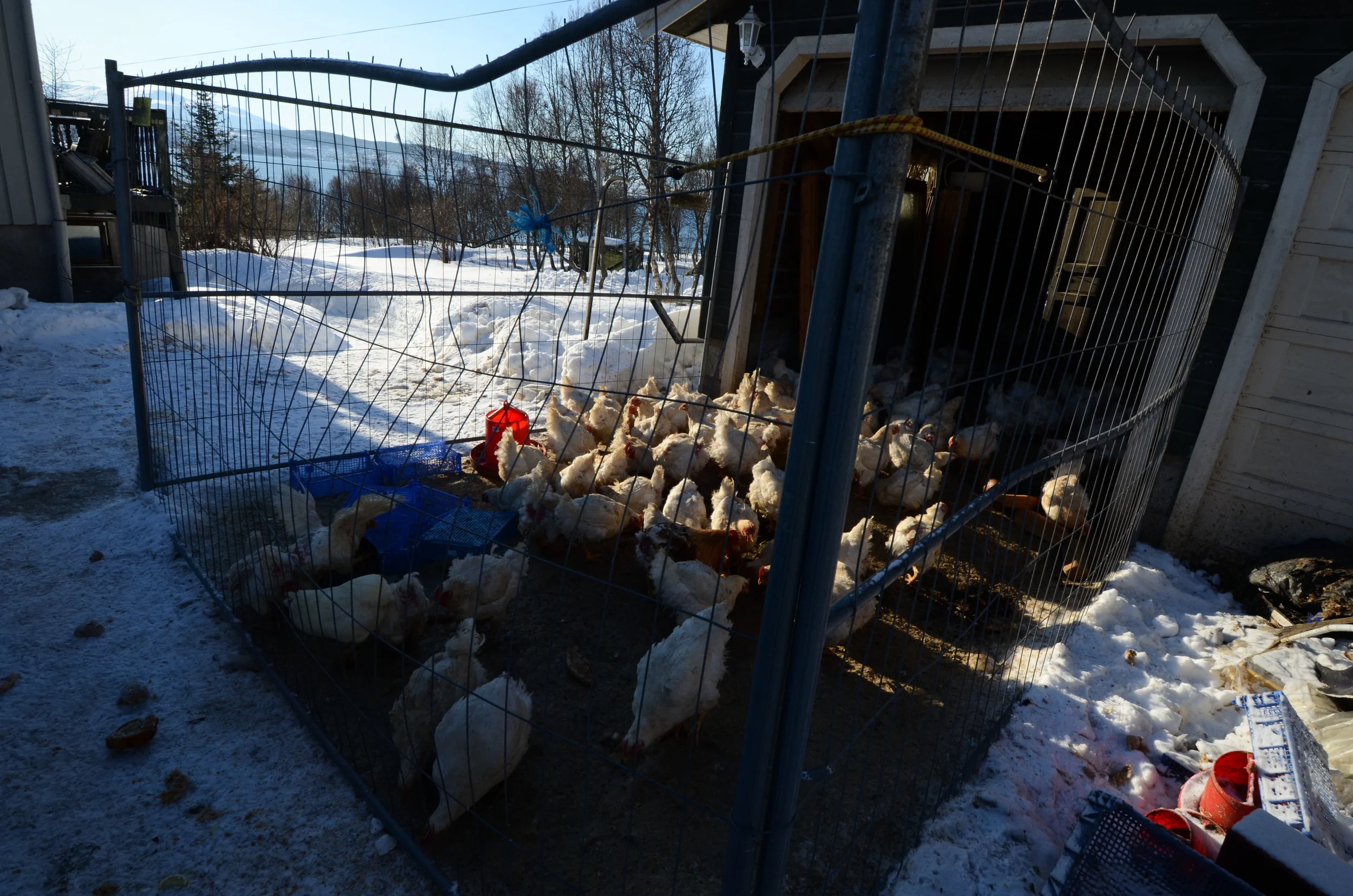 WWOOF Host Leikny had two groups of chickens on her farm; these were solely kept to sell for meat, whilst the others were allowed to live free range, their eggs collected on a daily basis for personal consumption. 