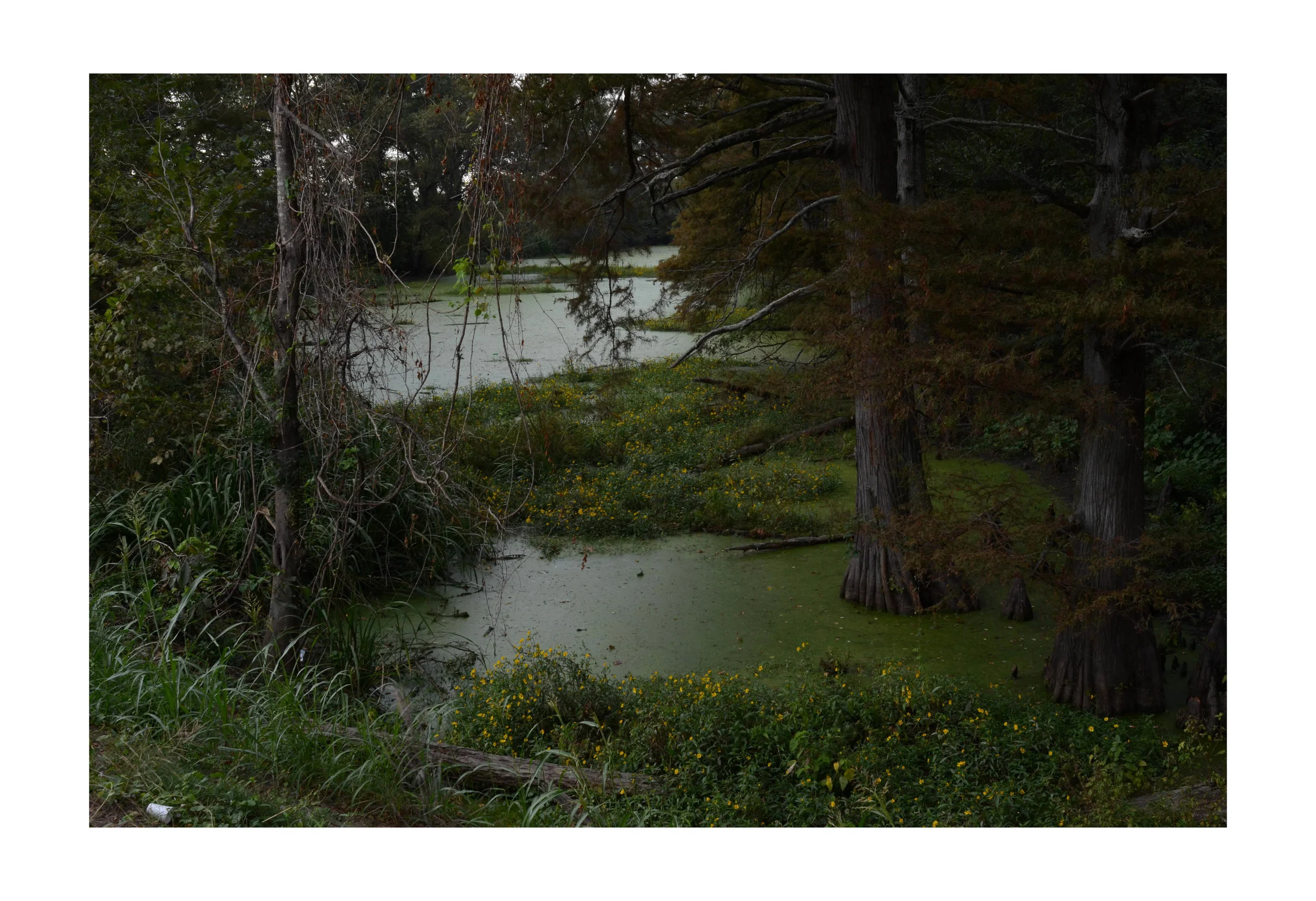Flower Lake, MS