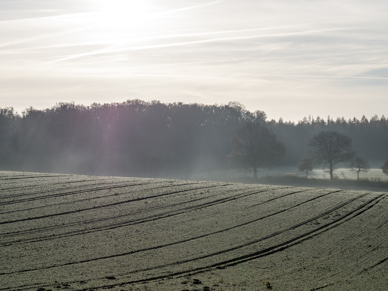 Frost - 19.jpg