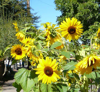 sunflower.jpg