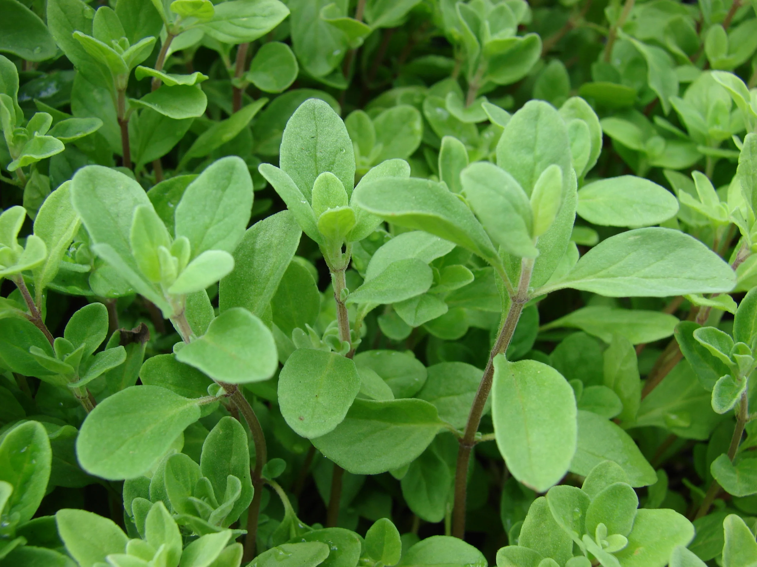 The fragrance of the common herb Marjoram can both stimulate and relax the mind, depending on dosage, and so it is ruled by Mercury.