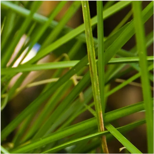Detail of Vetiver grass, an earthy scent which is ruled by Saturn.