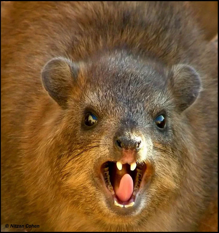 The waste product of the hyrax lends an animalic scent to a perfume, and Pluto rules over primal urges in astrology.