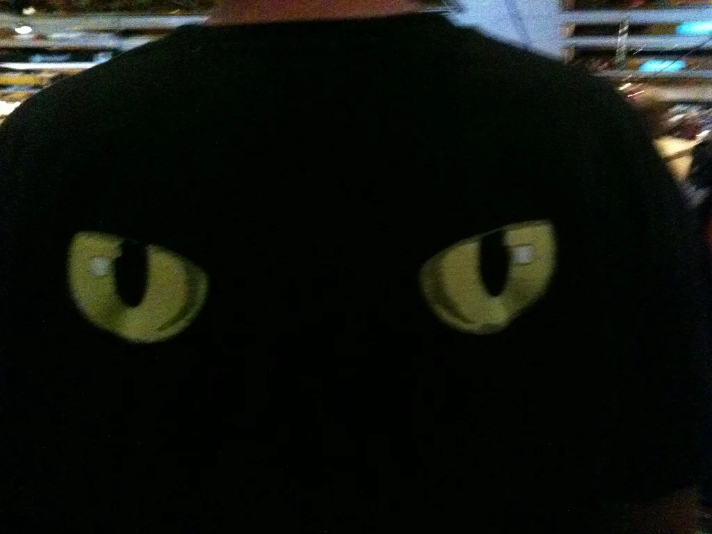 cat eyes on back 2012.jpg