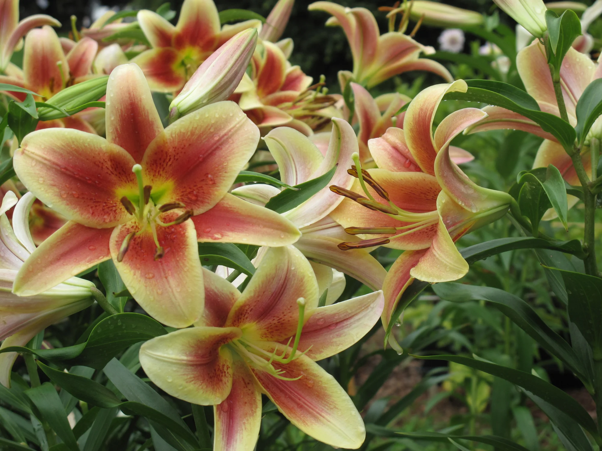 Jun-Oct Lilies 1.JPG