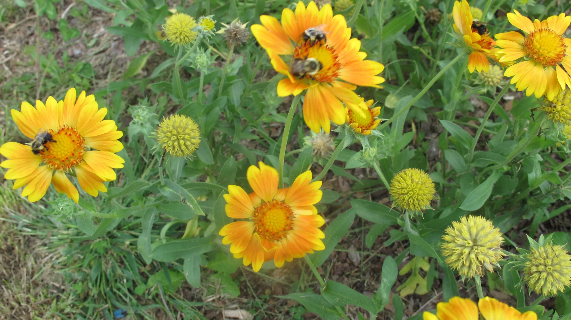 Sept (Jul-Sept) Gaillardia w bees.1.JPG