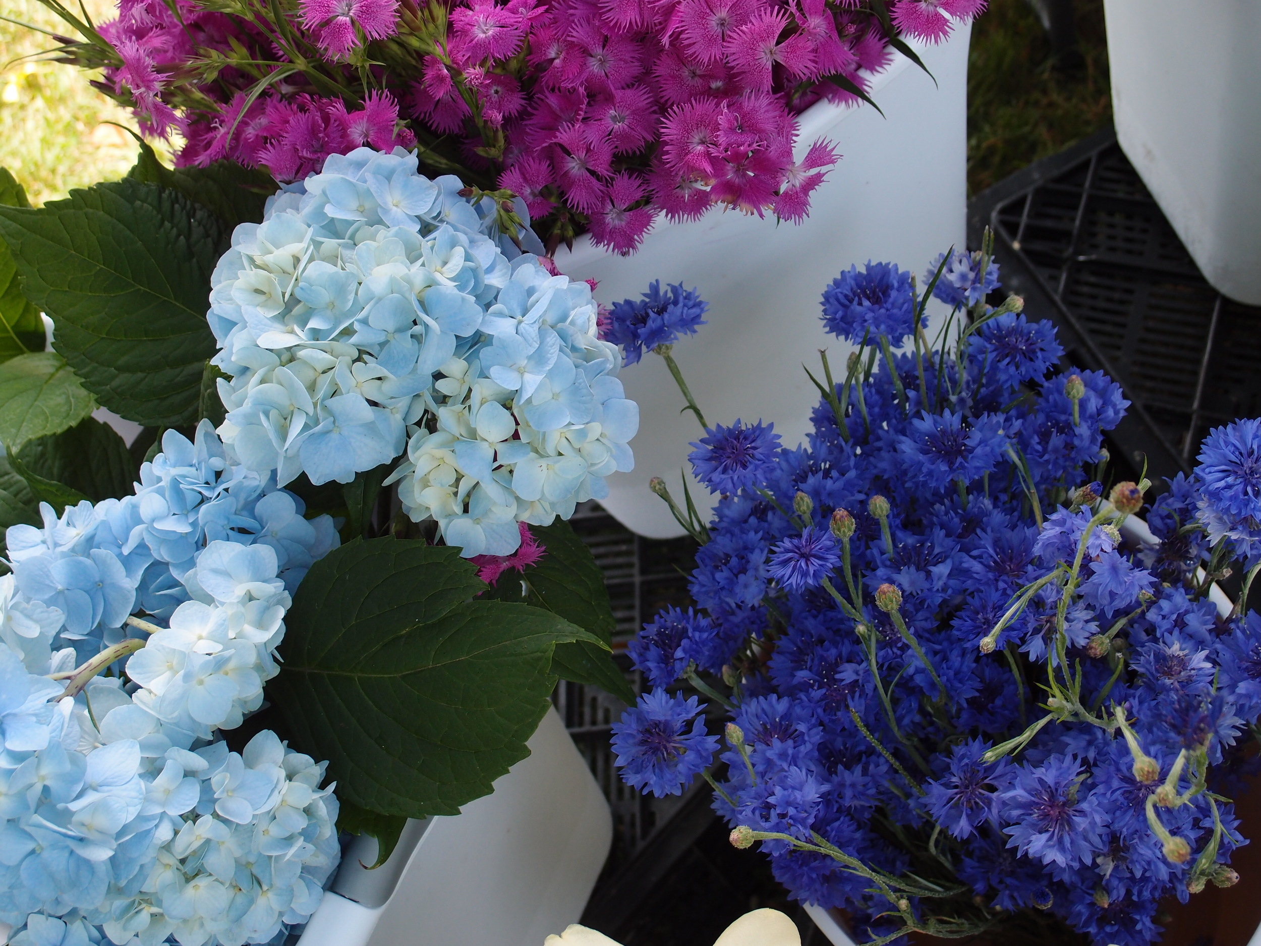 Jun Dianthus, hydrangea and bachelor button 4.JPG