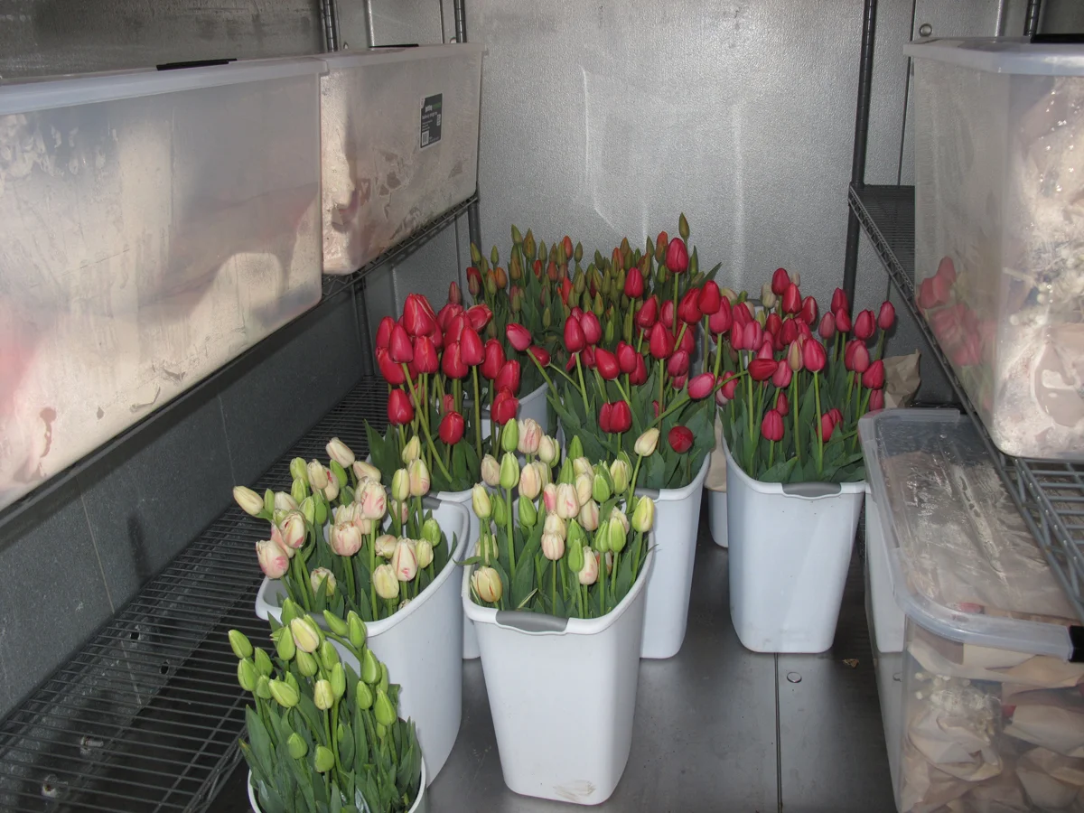 Tulips in cooler 1.JPG