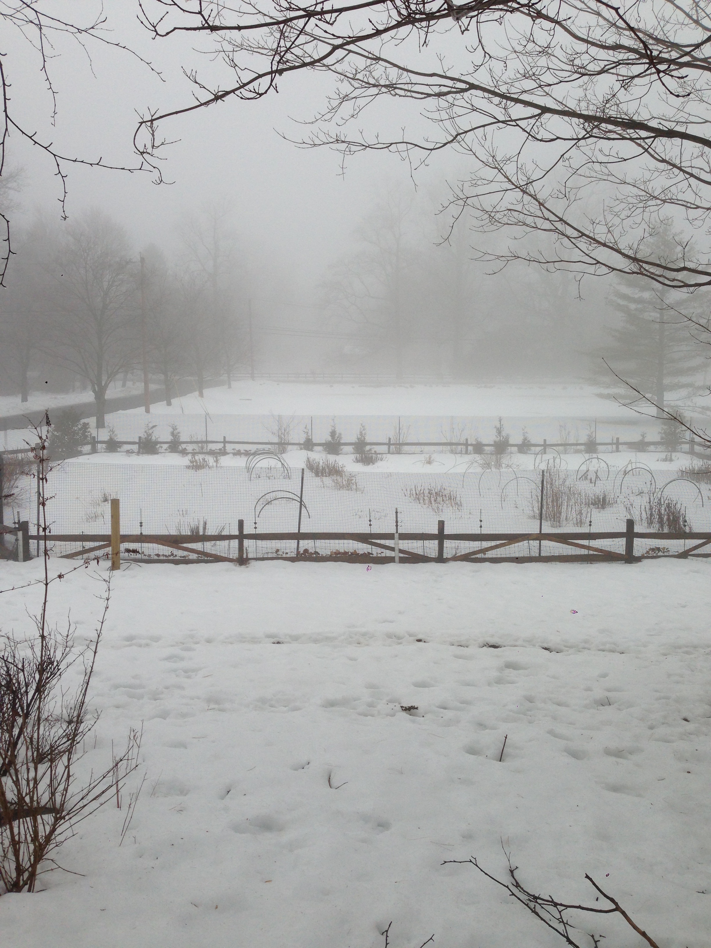 Fog and snow in the front gardens. January 2014.