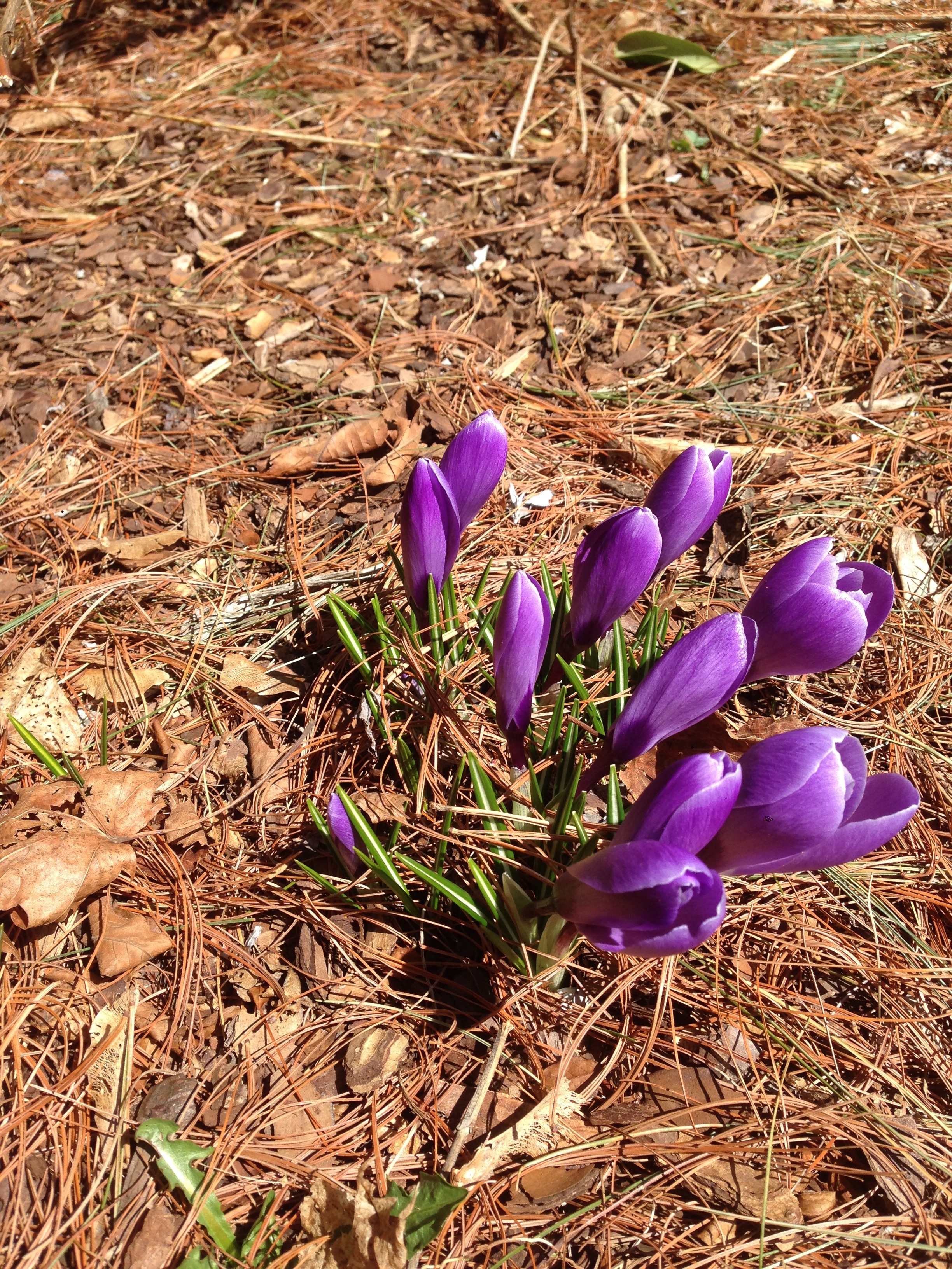 Purple Crocus! Yes, we rock. We know we do!
