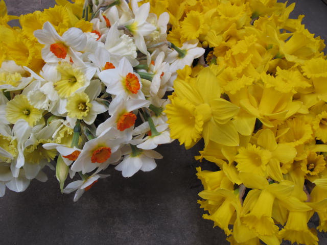 What you can's "see" is how intensely fragrant these beauties are!