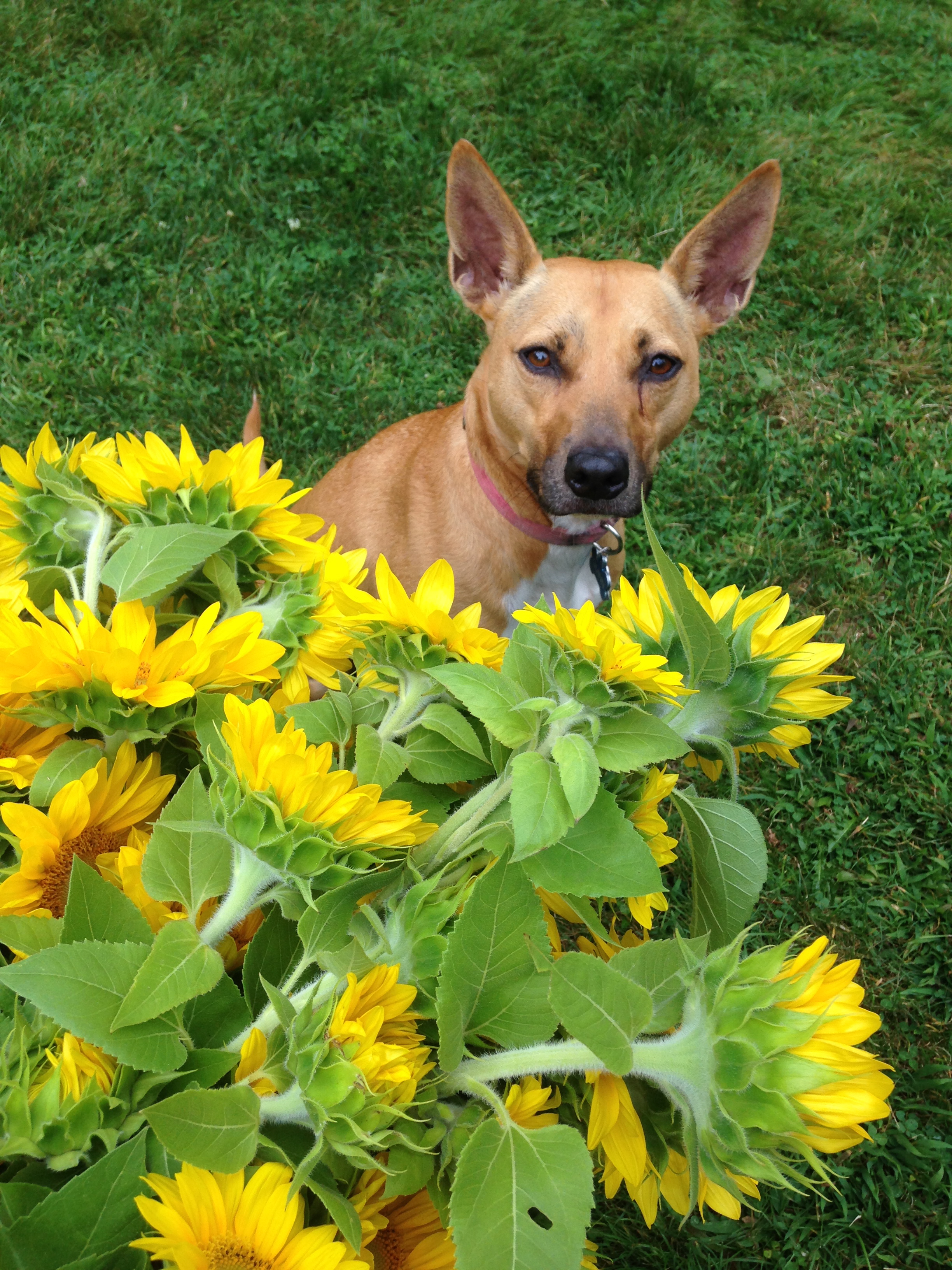 My grand dog is proud of her gorgeous bunches of sunflowers.
