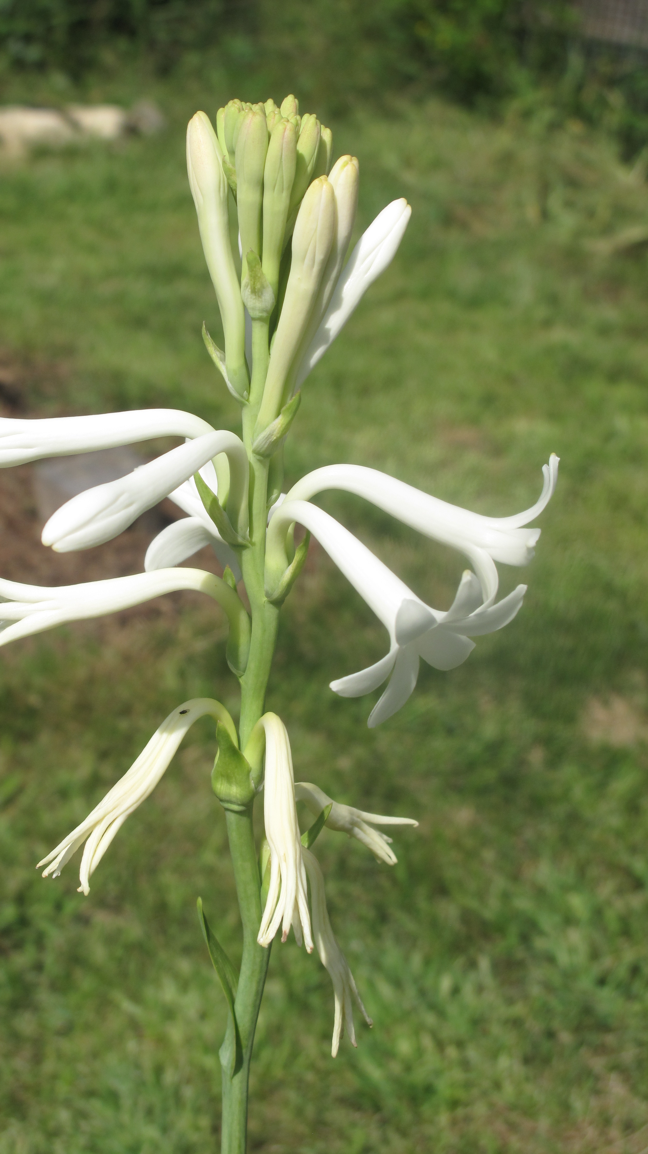 A singleTuberose stem.