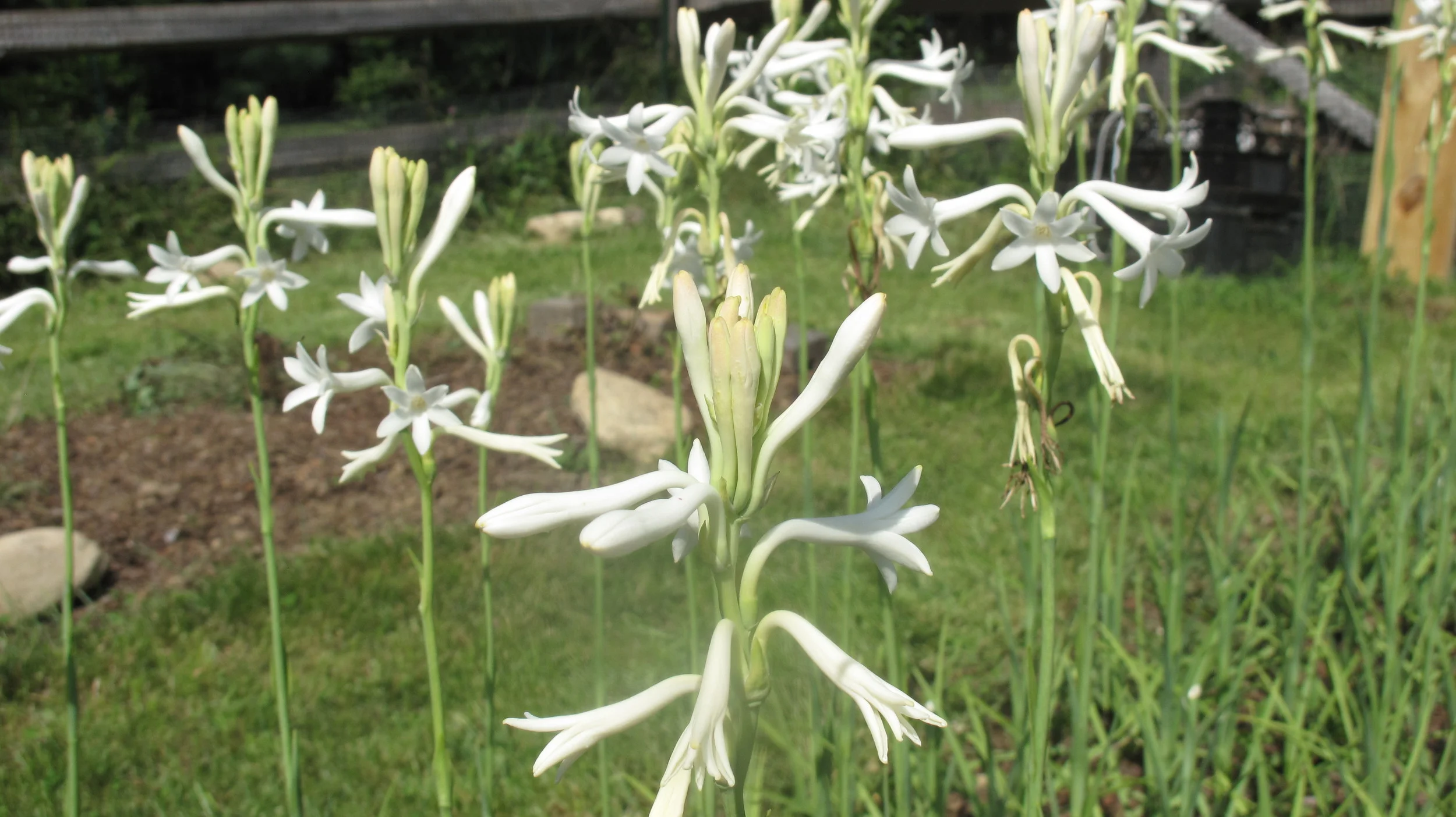 Tuberose in bloom. Also showing are the relatively short leaves, which form the bulk of the plant for the better part of the season.