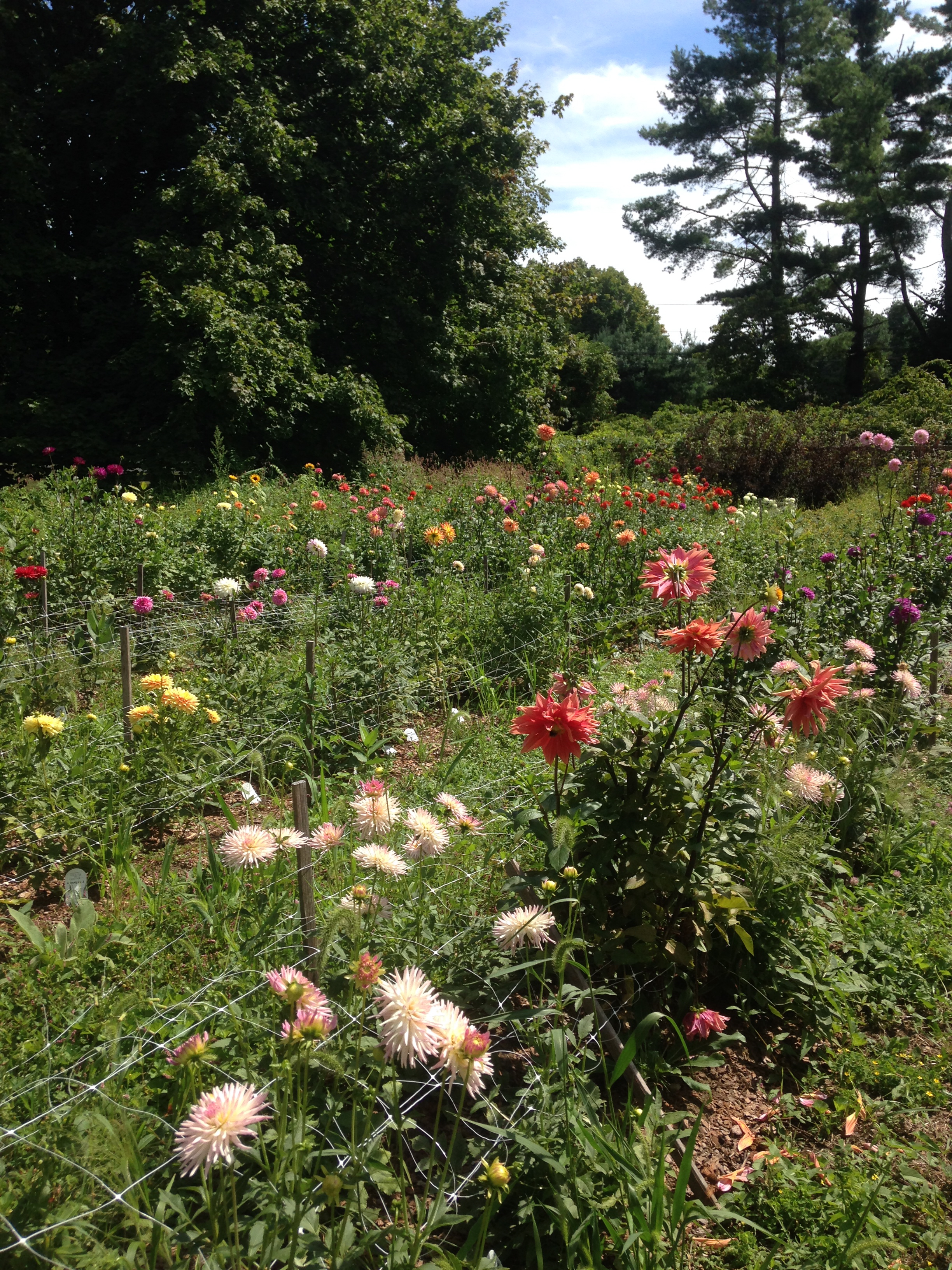 Ummmm.... that's a lot of dahlias and it is only one of my dahlia growing areas! Hard to believe they all start from scratch every year.