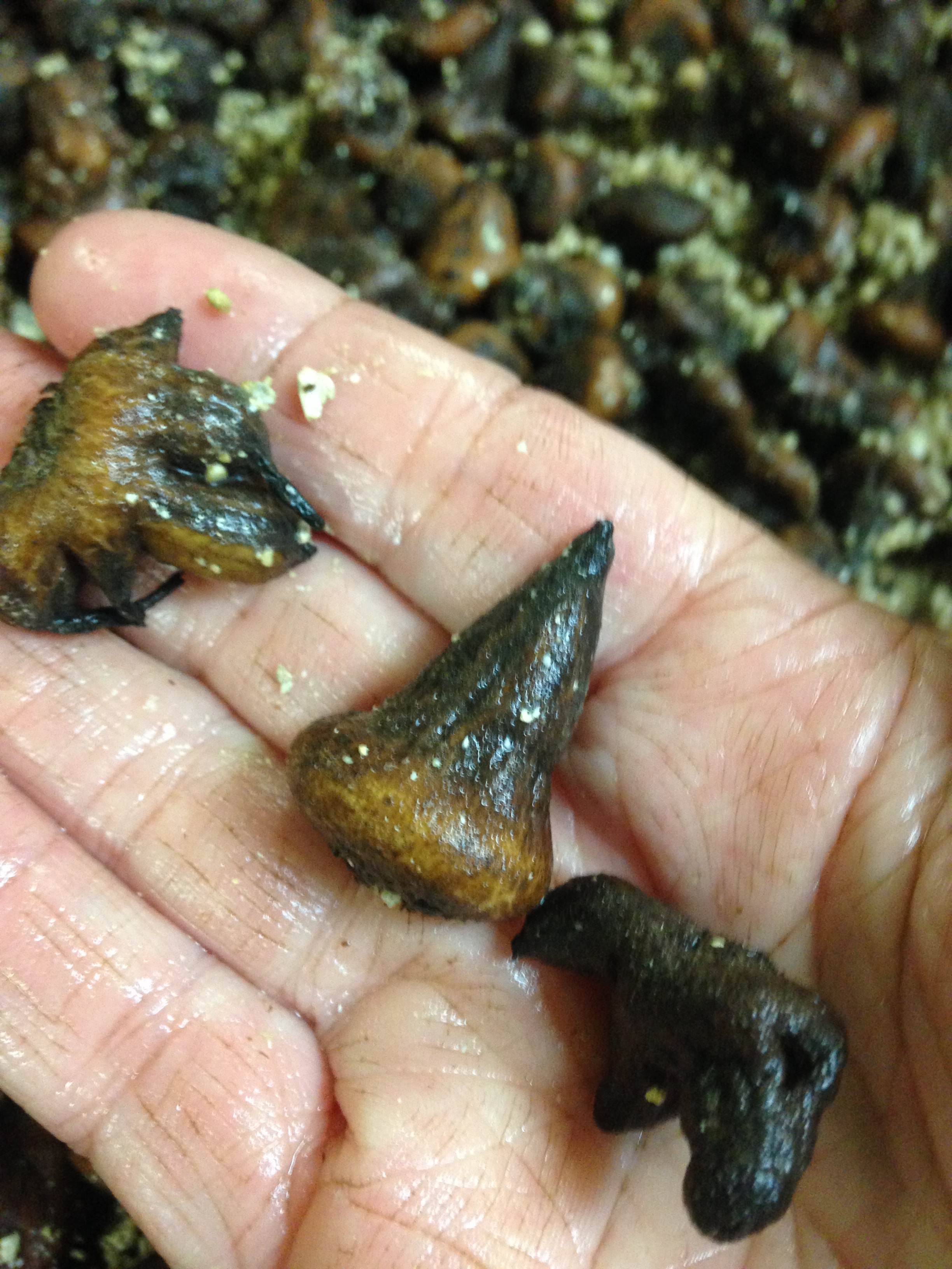 Unrooted Anemone about to be put into a nice cool, moist medium in which to start root growth.