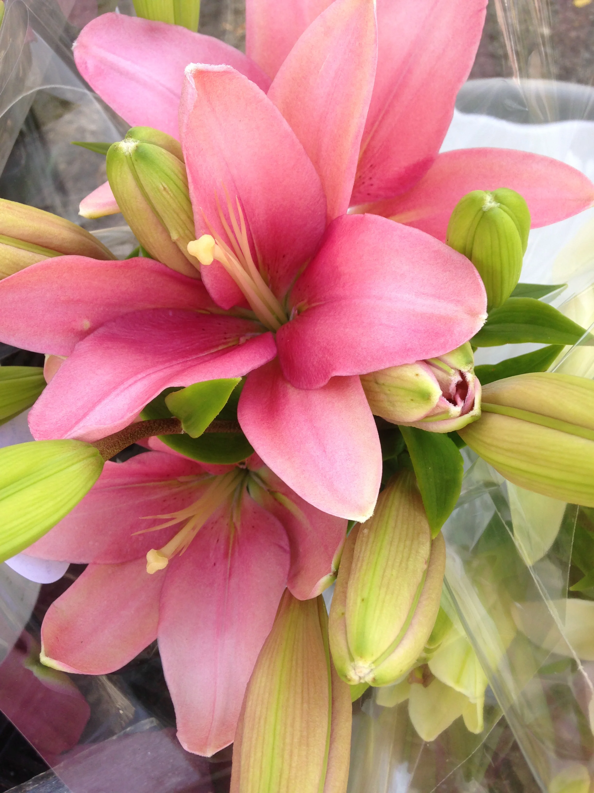 Could use a whiff of lilies right about now.