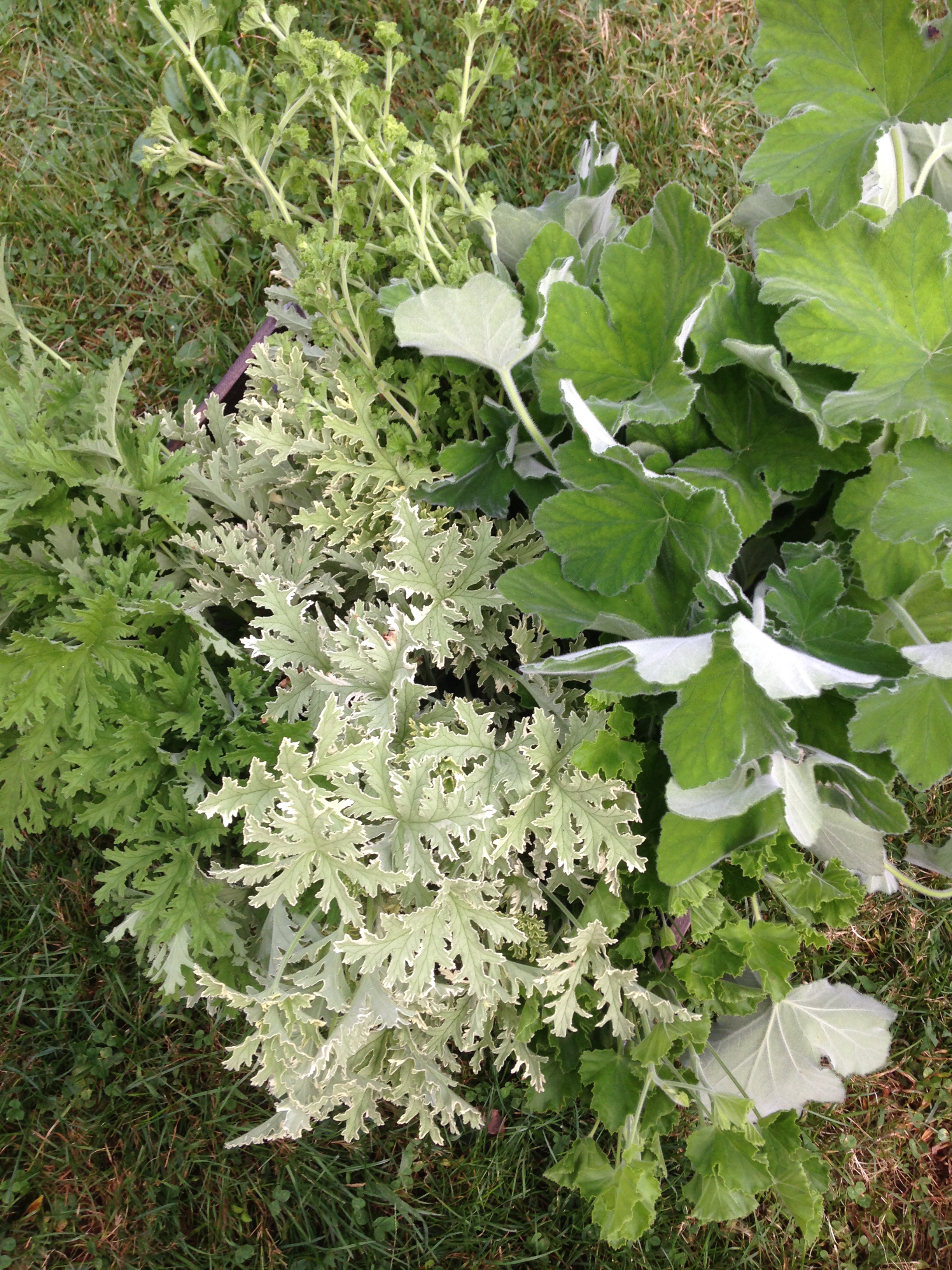 Five types of scented geraniums shown here. Boy, do I ever miss these, but makes them even more special when in season.