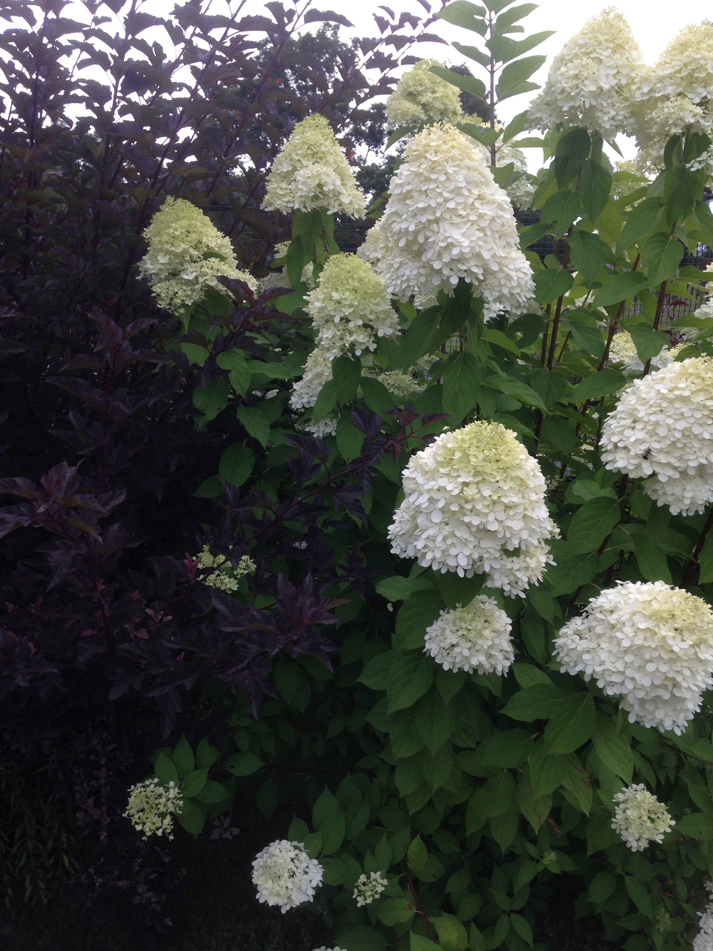 Love the smell of honey these hydrangeas drag in!