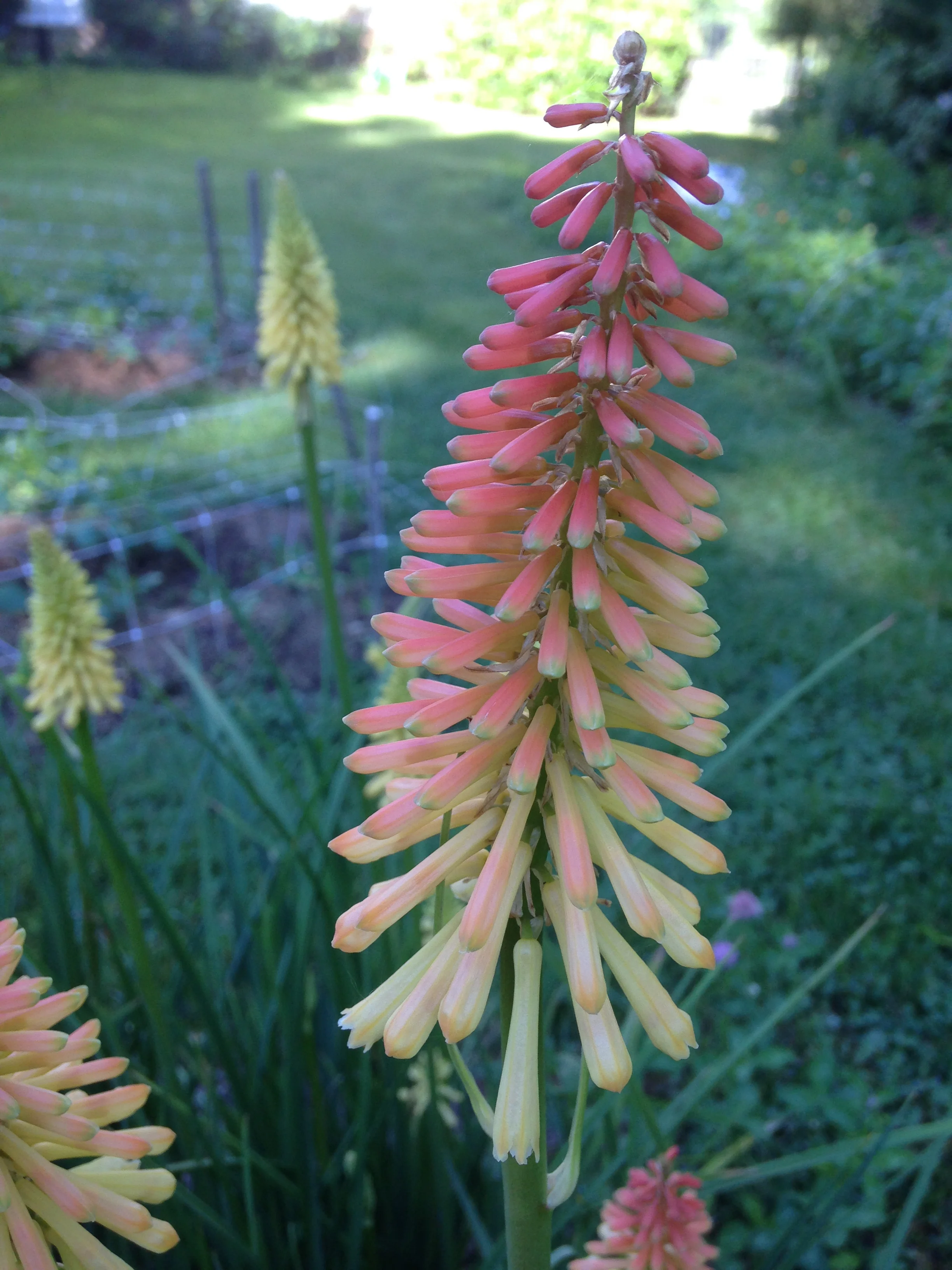 Red Hot Poker at Butternut Gardens
