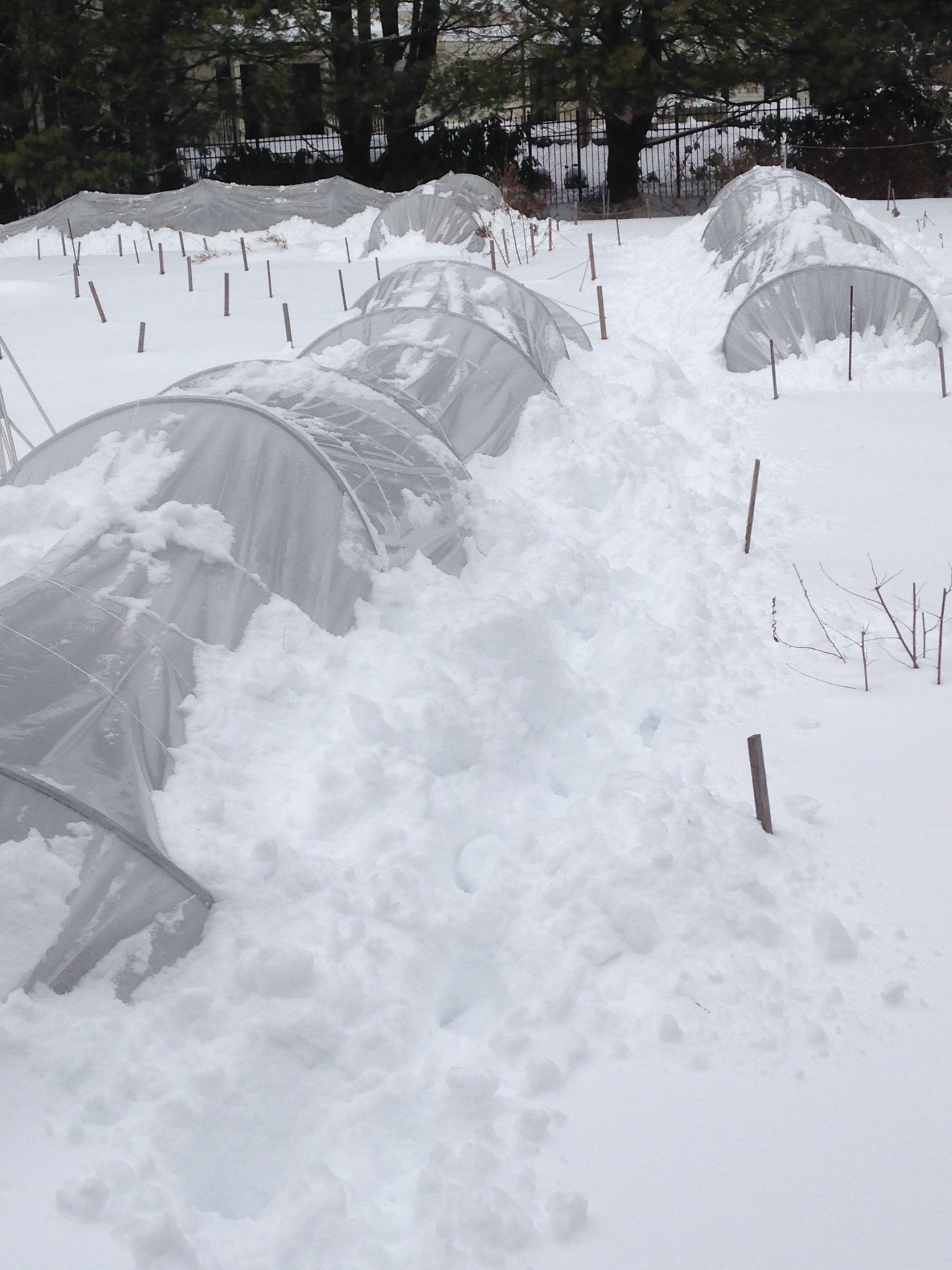 Caterpillar tunnels keeping things warm at Butternut Gardens