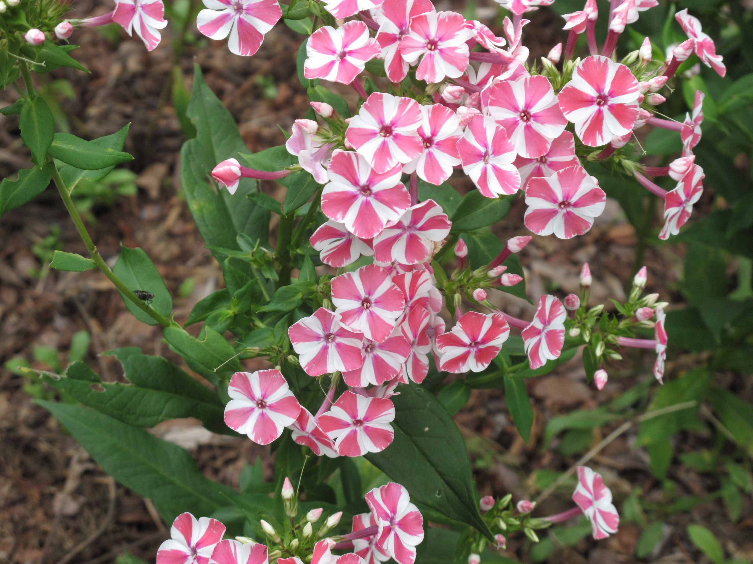 Phlox at Butternut Gardens