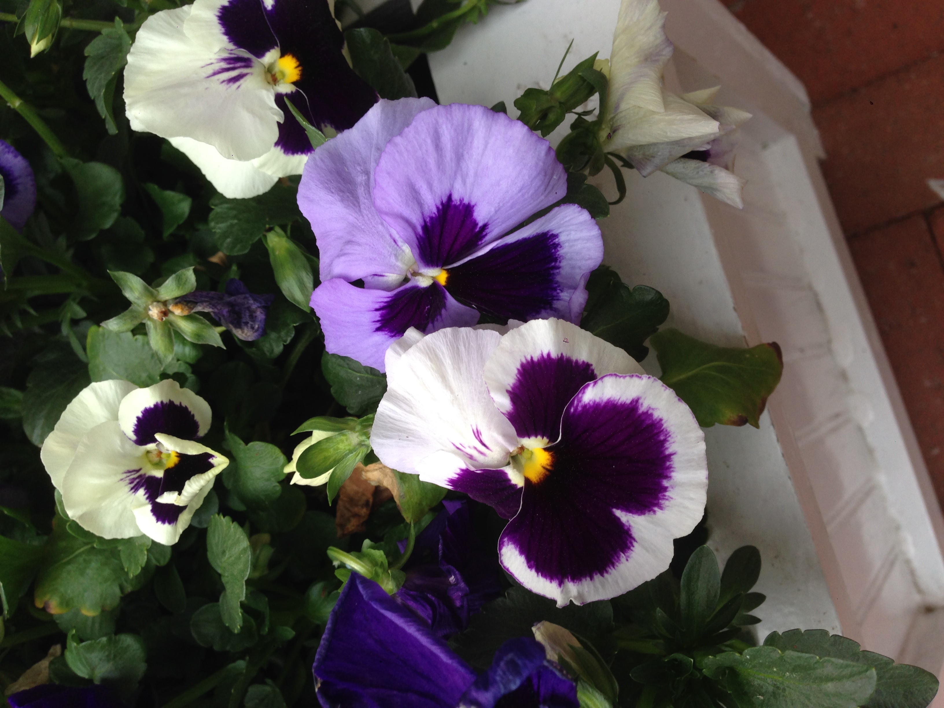 Pansies - harbingers of spring