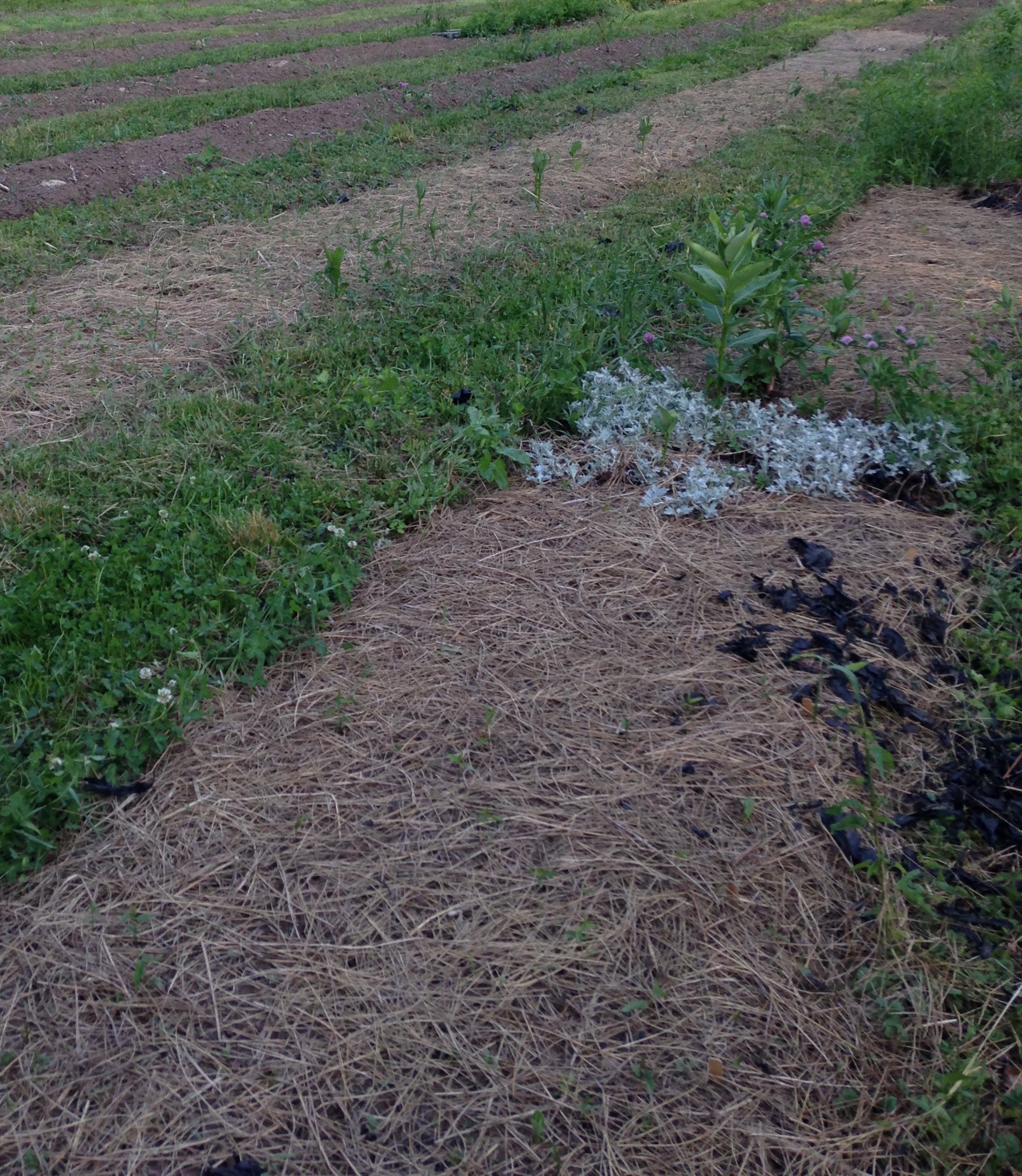 Straw covering newly-planted seedlings.