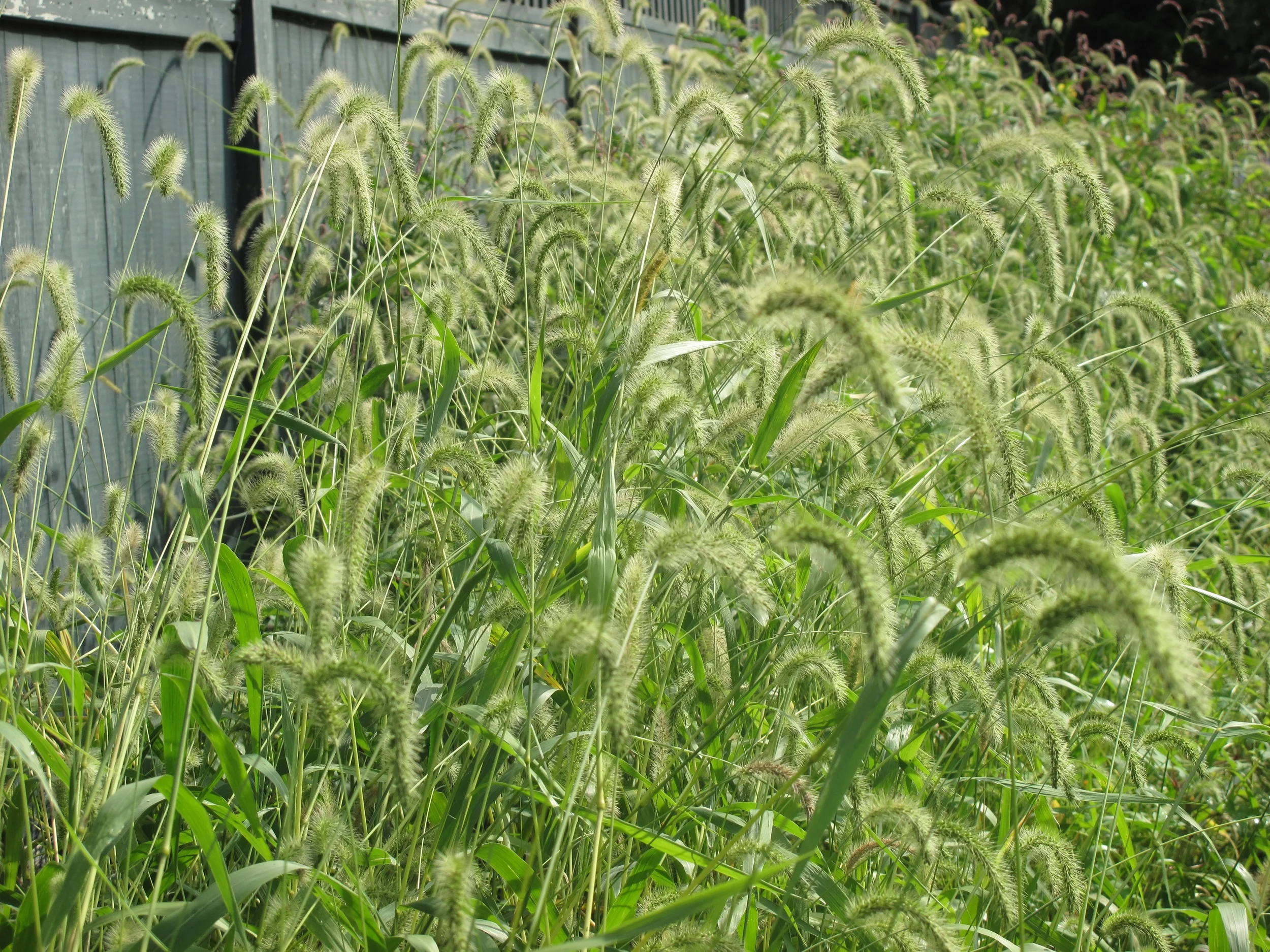 All types of grasses and grains are available for autumn design work - perfect for giving your centerpieces the seasonal touch.