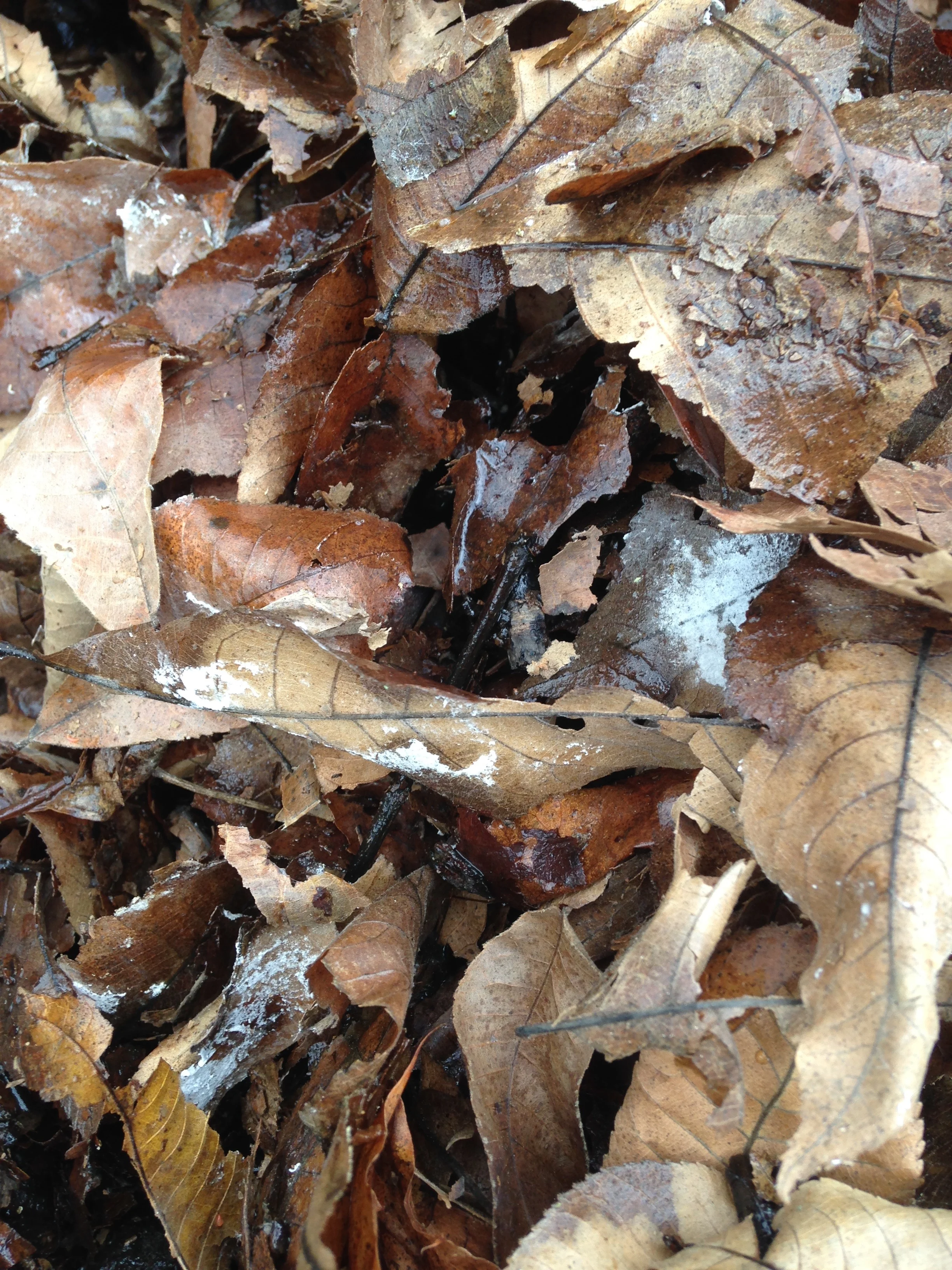 Mulched leaves, and some which blew into my leaf mulch pile, and are not chopped up, showing fungal activity (white ares) starting to decompose the leaves. This leaf mould stage is one step in the decomposition process and is particularly beneficial to perennial plants, shrubs and trees.