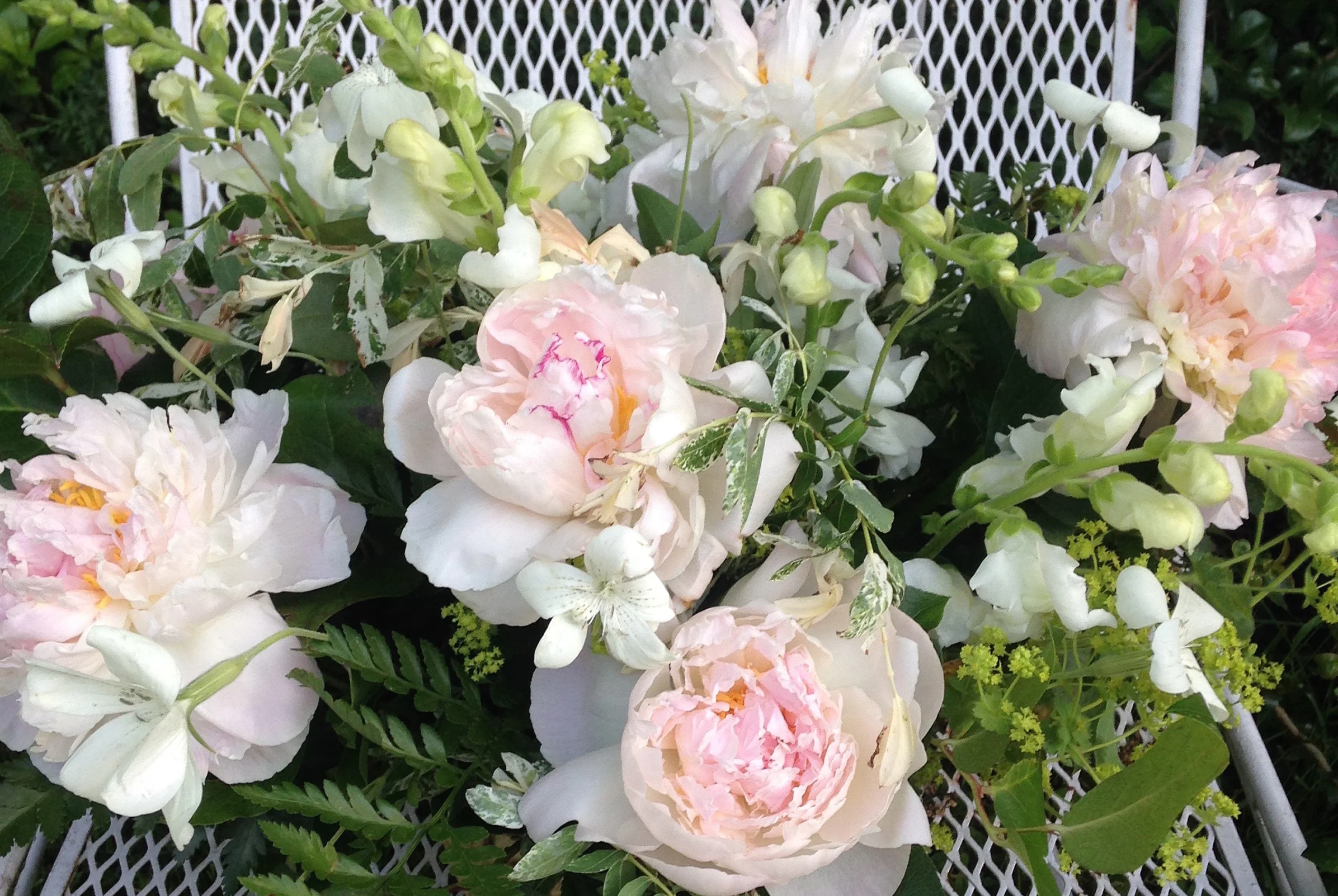 soft peonies.jpg