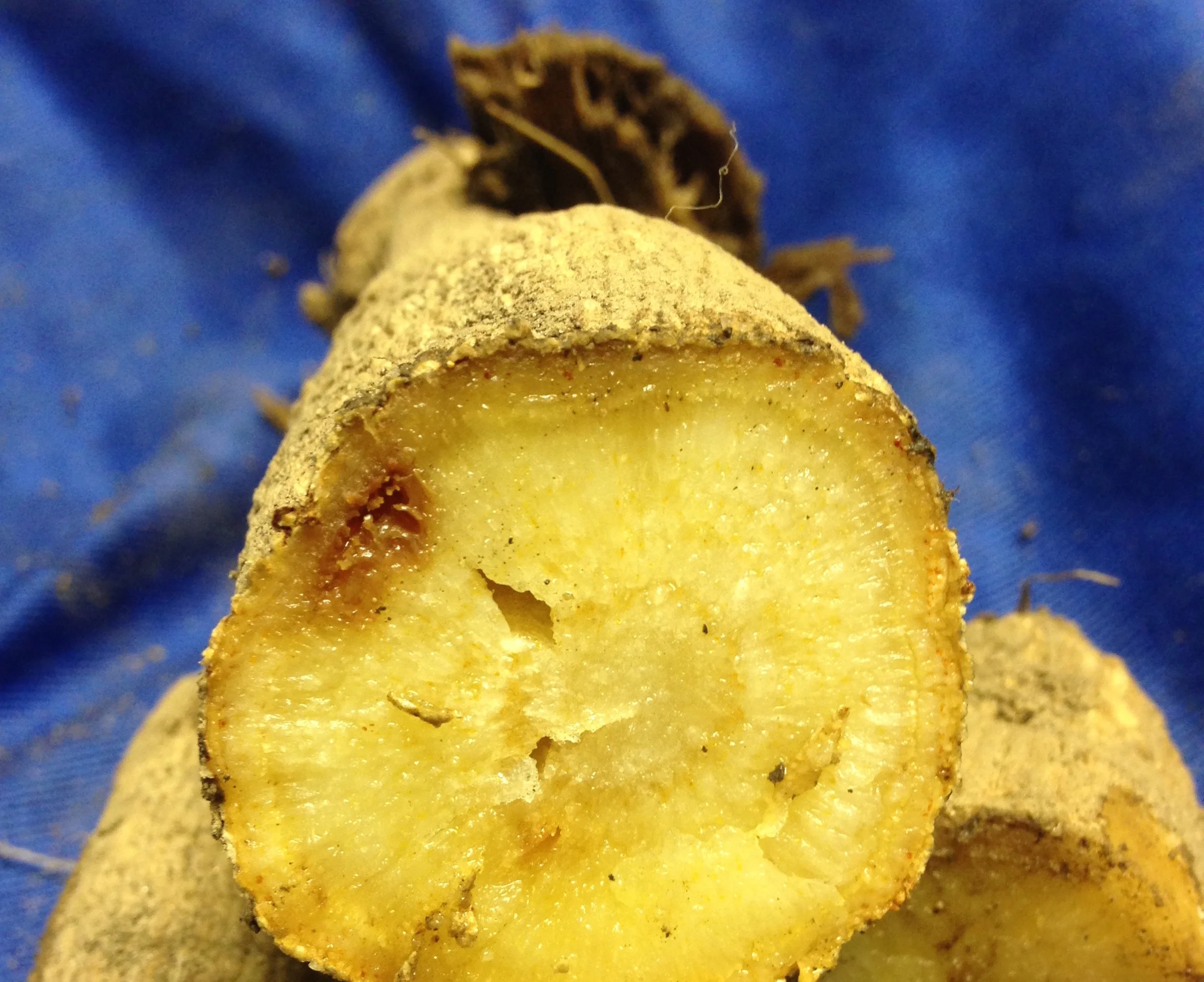The brown “rot” on this tuber has to go. Cut it off or cut it out so you have clean surfaces going into storage.