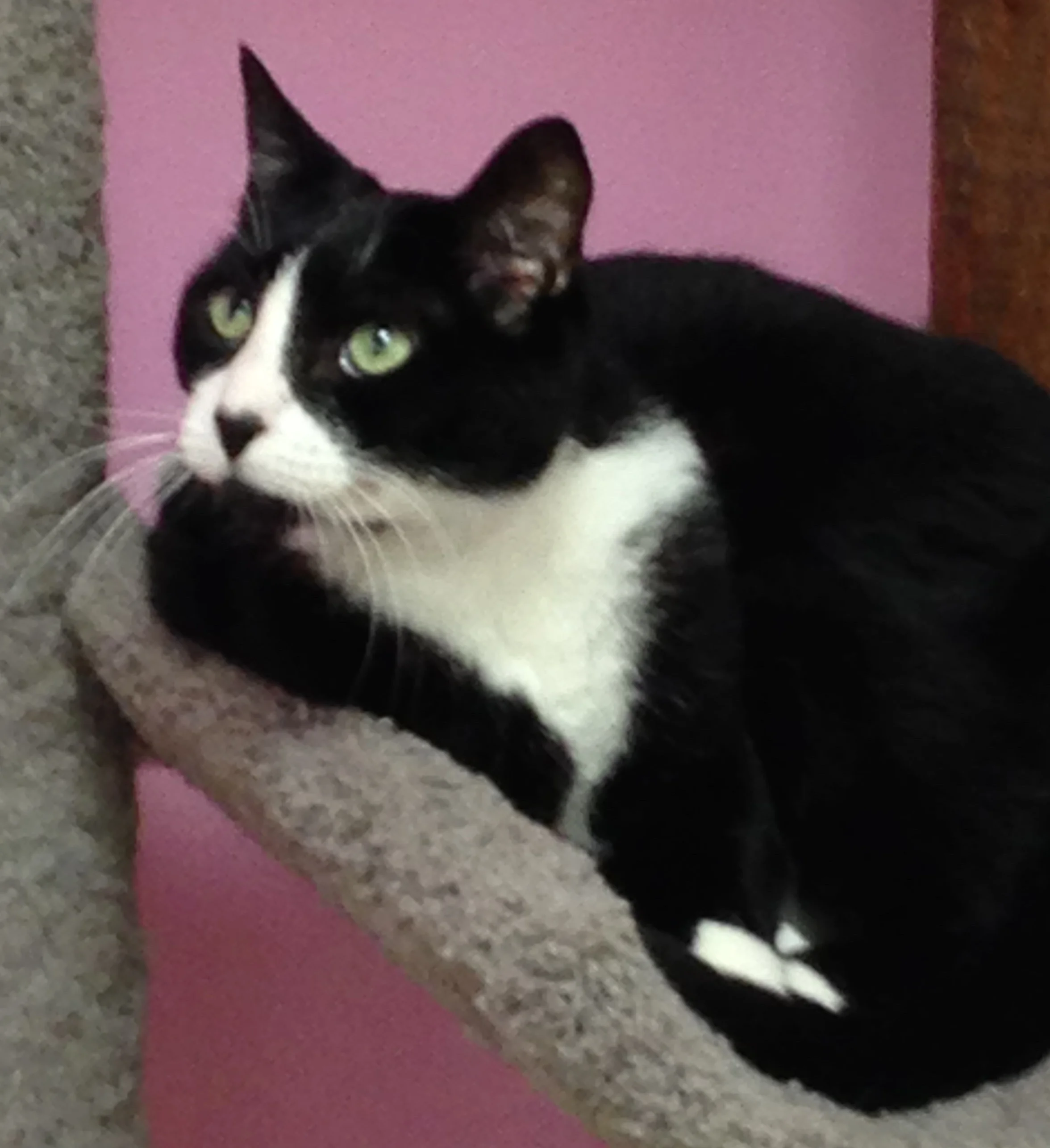Kitty at Paws.jpg