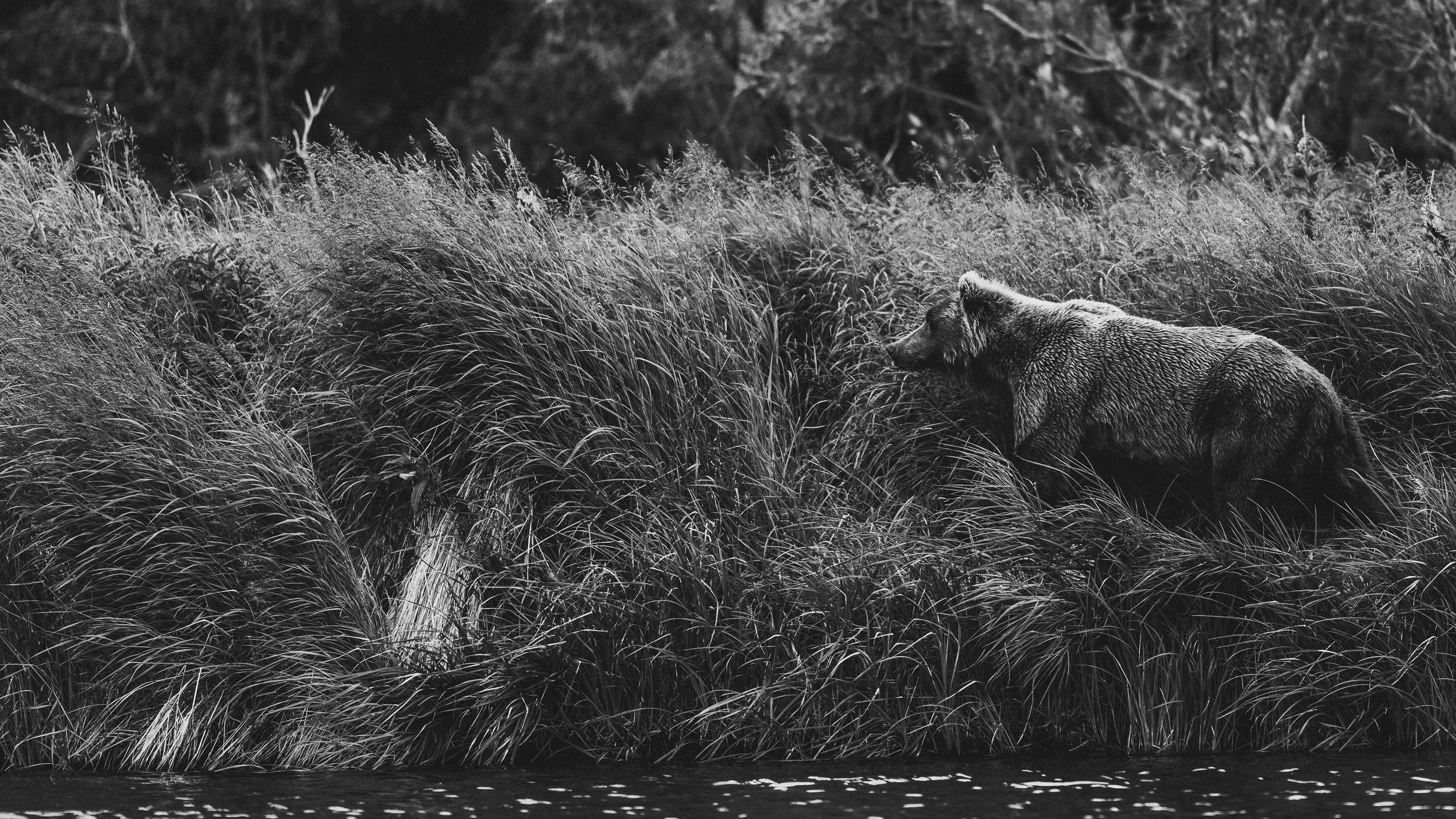 Bear Print-6385.jpg